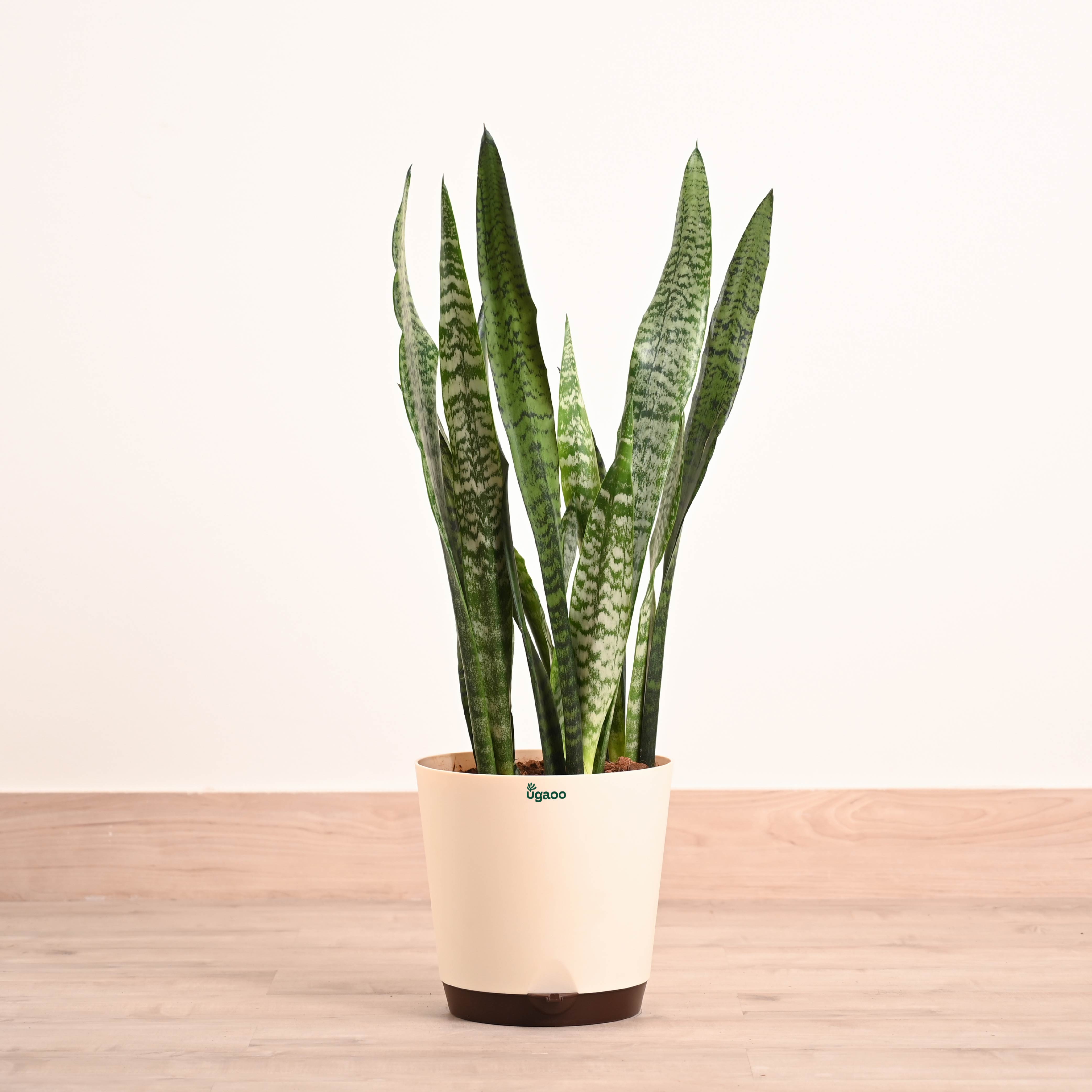 Buy Large Sansevieria Zeylanica Plant Online in India | Ugaoo