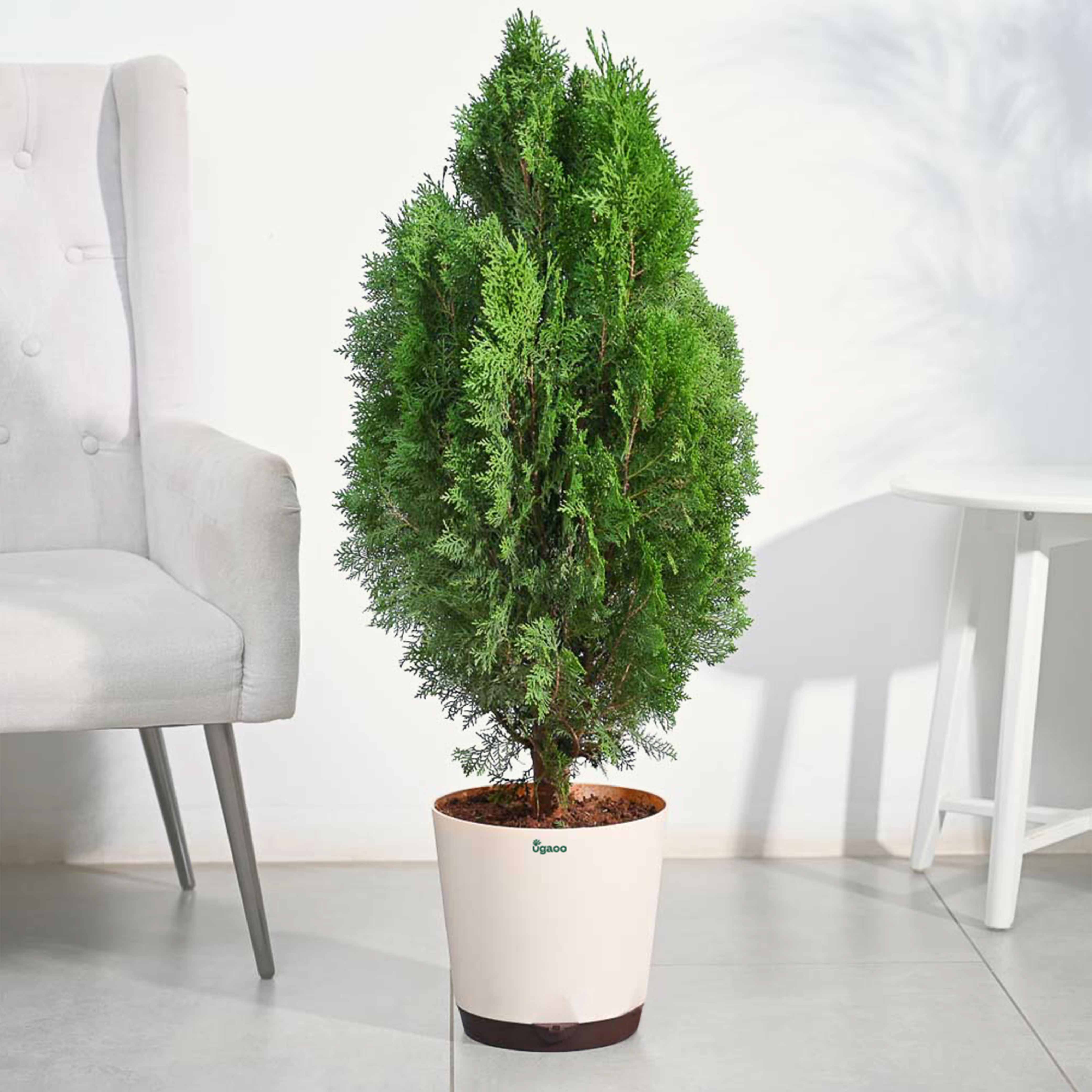 thuja plant indoor or outdoor Buy the top-rated XL-sized Thuja plant with safe home delivery from Ugaoo