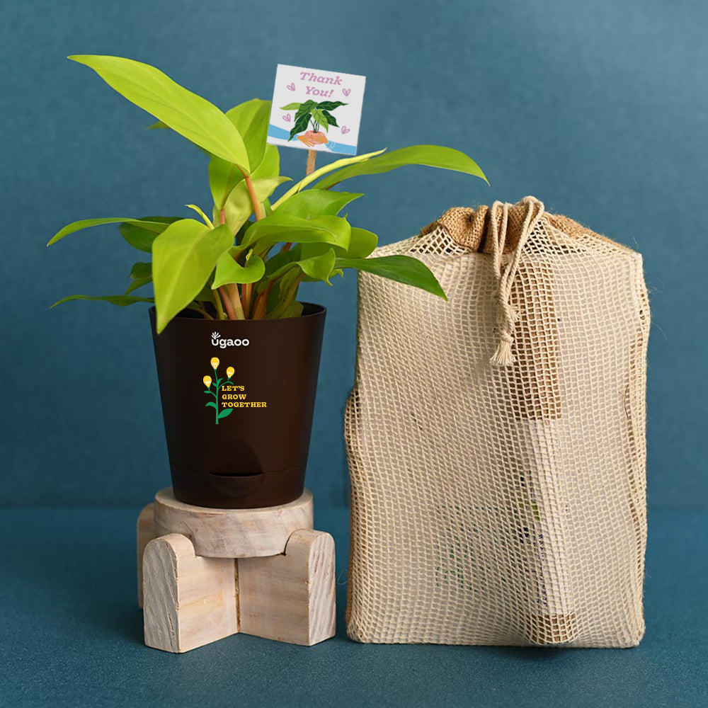 growing philodendron in bags Philodendron Ceylon Golden Plant with Gift Hamper – Ugaoo
