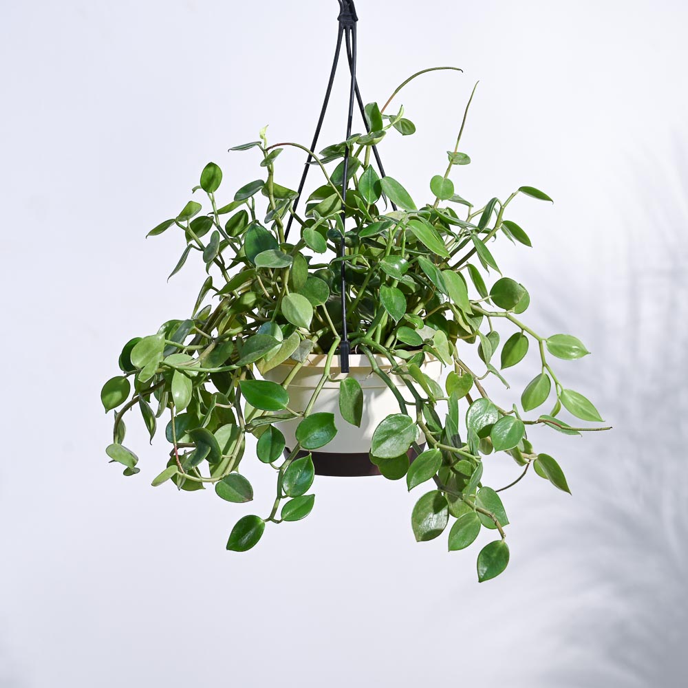 peperomia hanging plant care Buy Peperomia Green Creeper with Hanging Planter