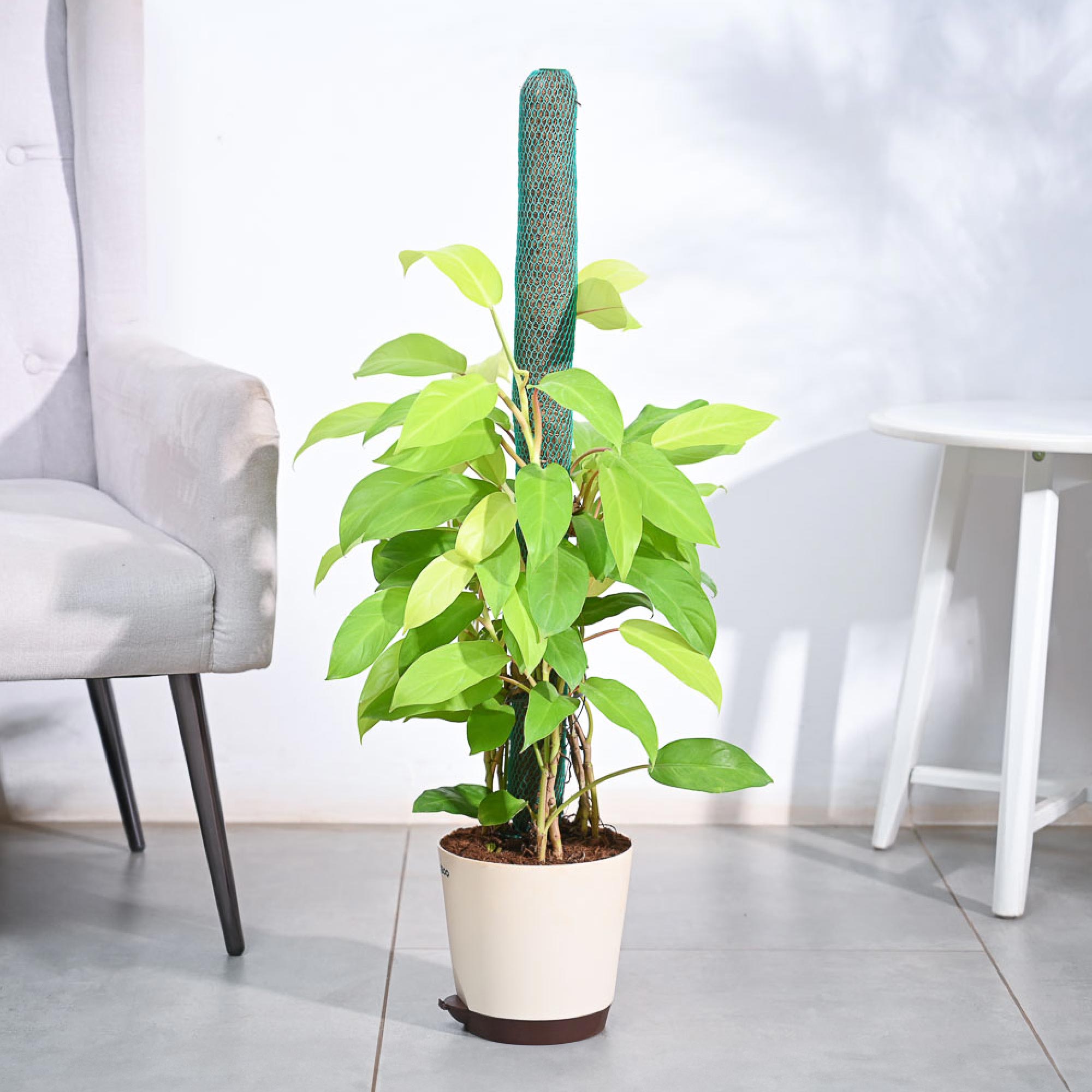 ceylon gold philodendron Philodendron Ceylon Golden Plant With Moss Stick – Ugaoo