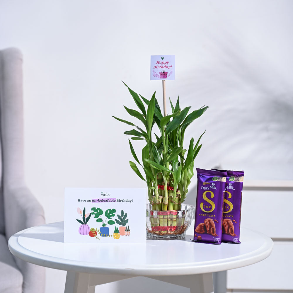 lucky bamboo gift Lucky Bamboo Birthday Gift Hamper – Ugaoo