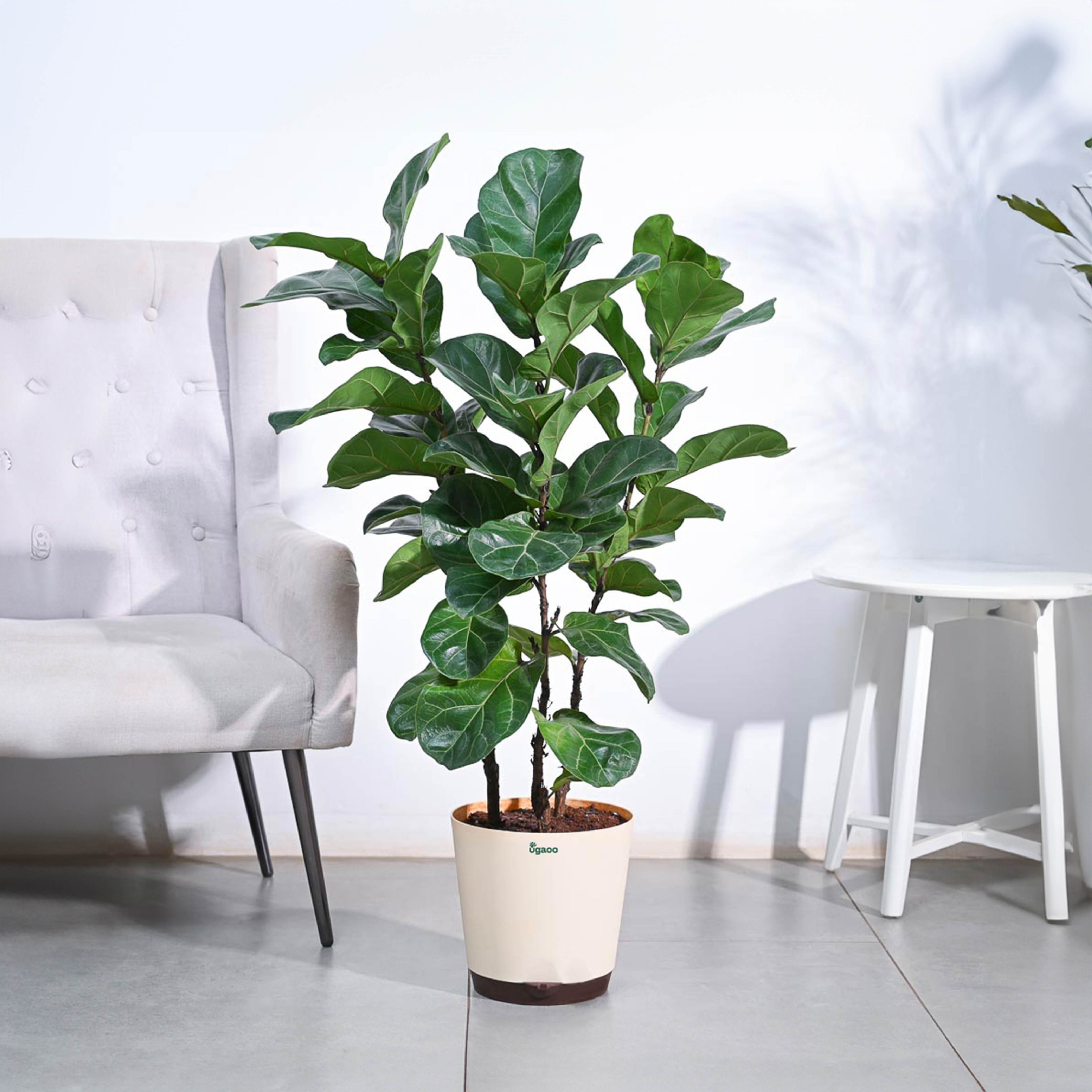 Ficus Lyrata Bambino -XL