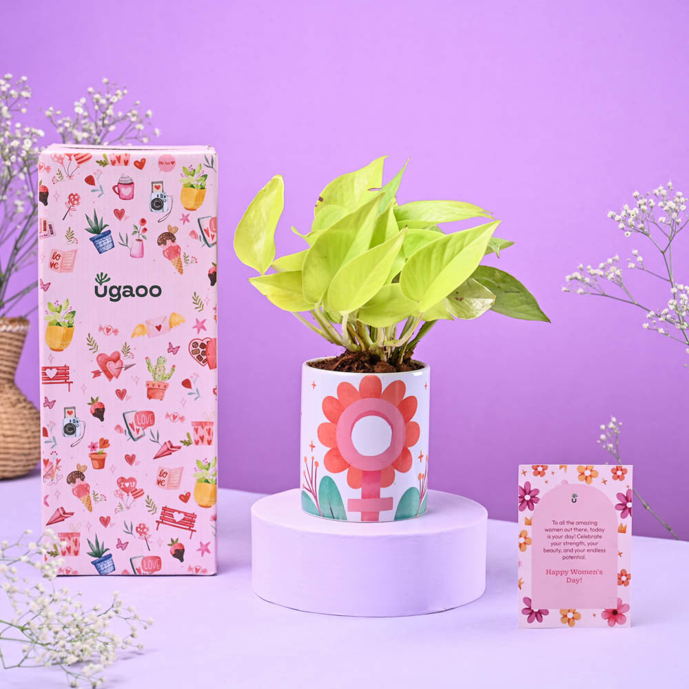 ceramic pots for money plant Money Plant Golden in Ceramic Pot Women's Day Gift – Ugaoo