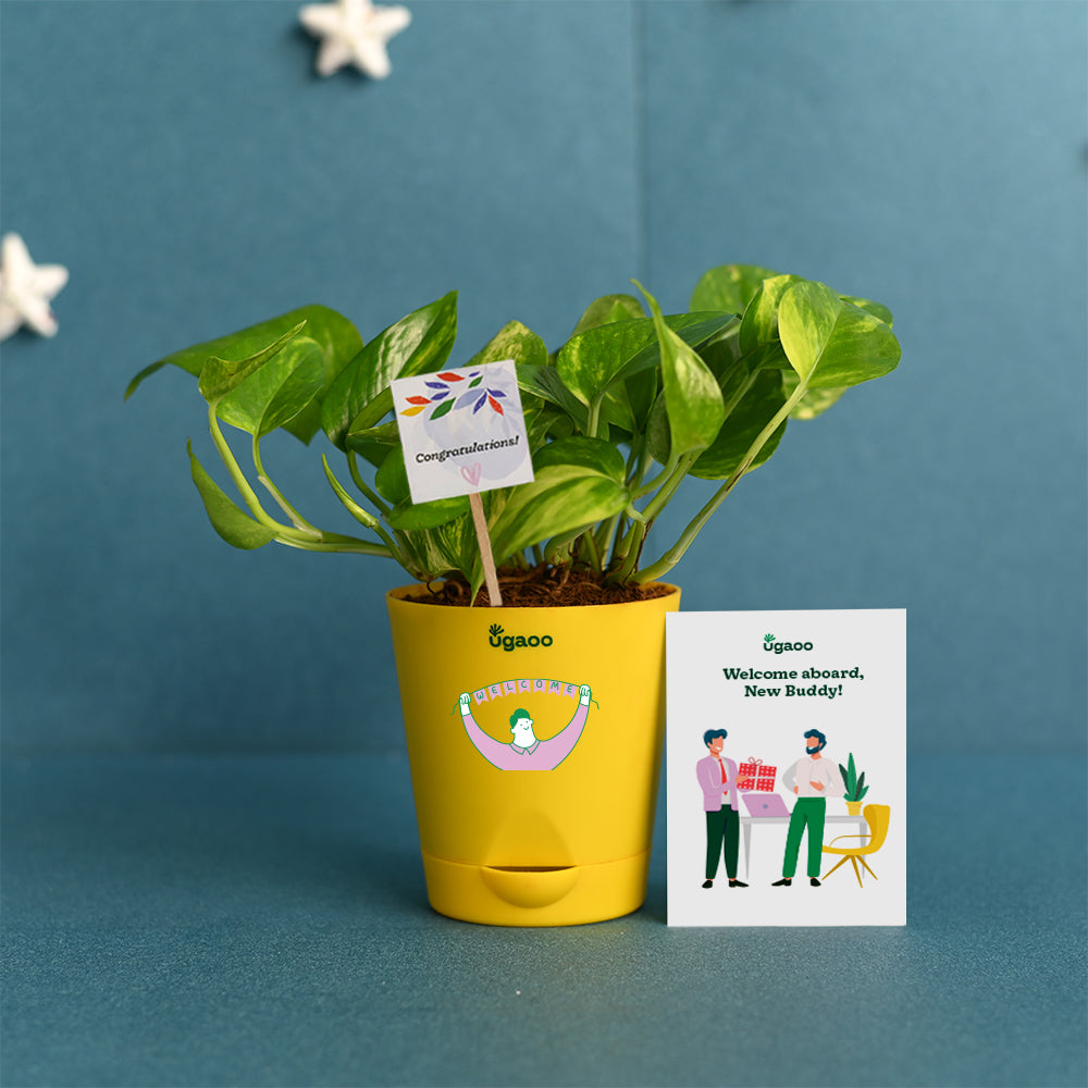 Employee Kit of Plant with Cork Notebook, Pen & Bamboo Vacuum Flask