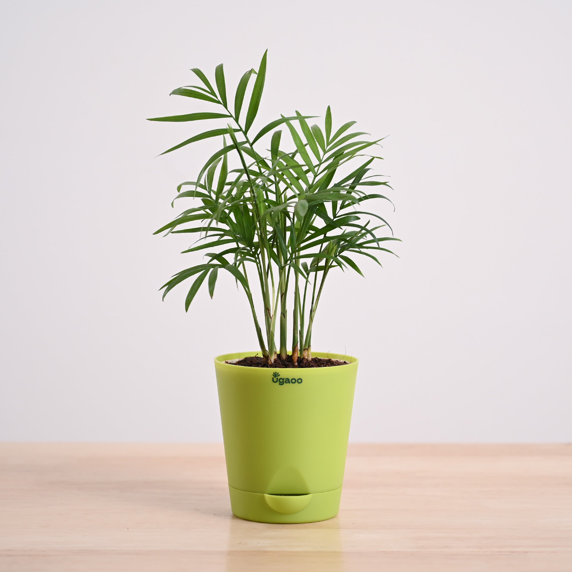 Bamboo Palm Plant