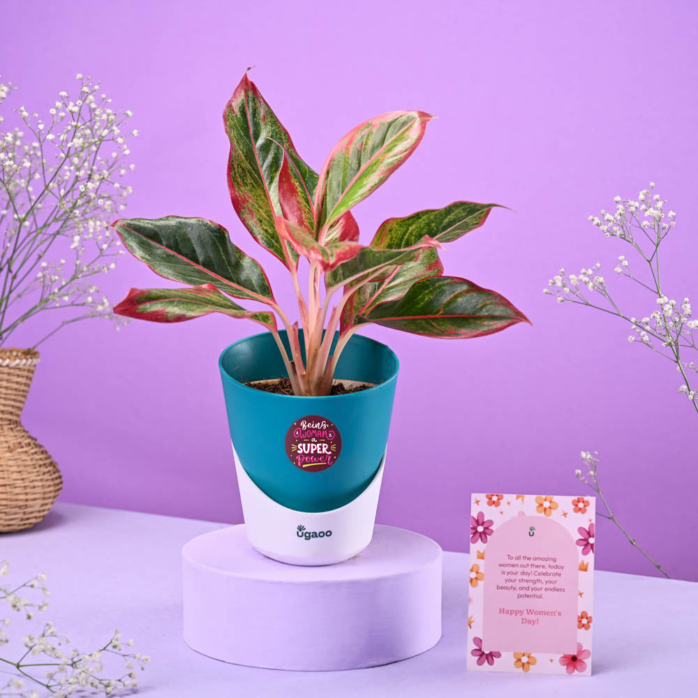 purple aglaonema Aglaonema Red Women's Day Gift – Ugaoo