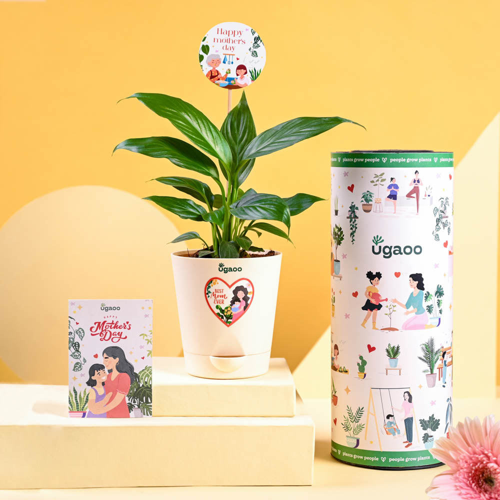 ugaoo peace lily Peace Lily For Mother's Day Gifting – Ugaoo