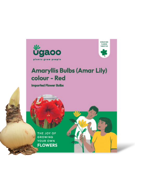 Amaryllis (Amar lily) flower bulb - Red
