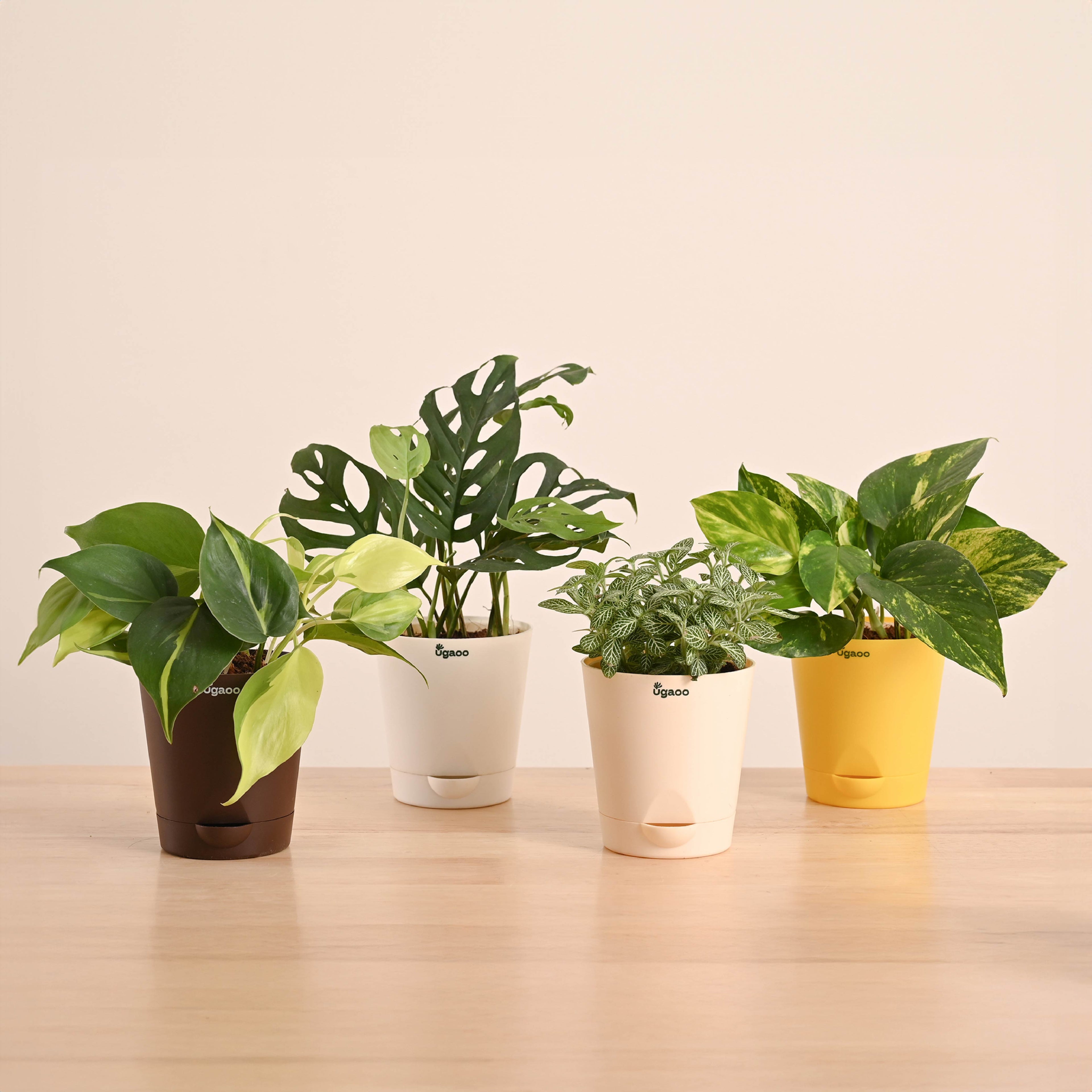 Decorative Indoor Plant Combo - Variegated & Tropical Greens