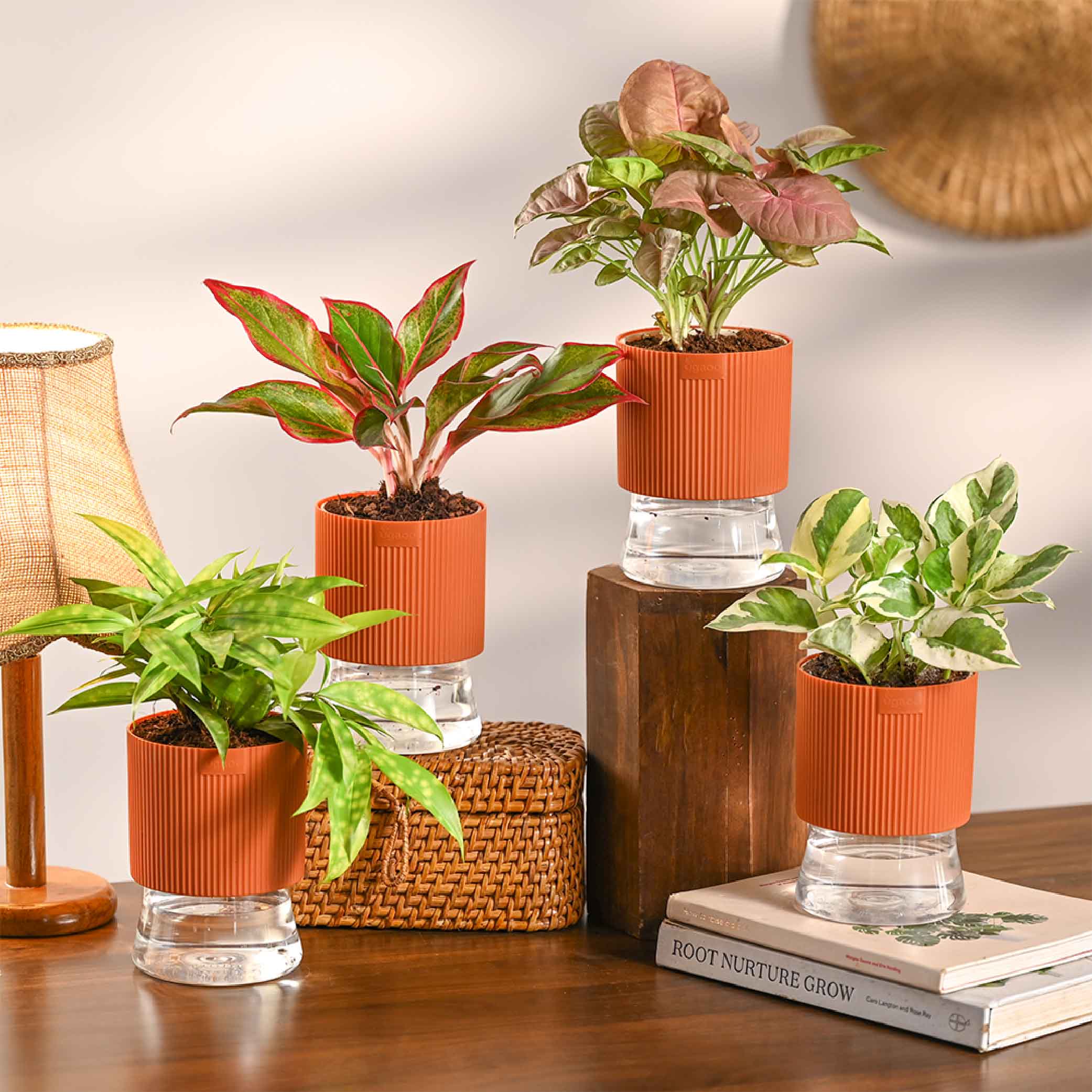 Combo of 4 Plant Set for Office Desk