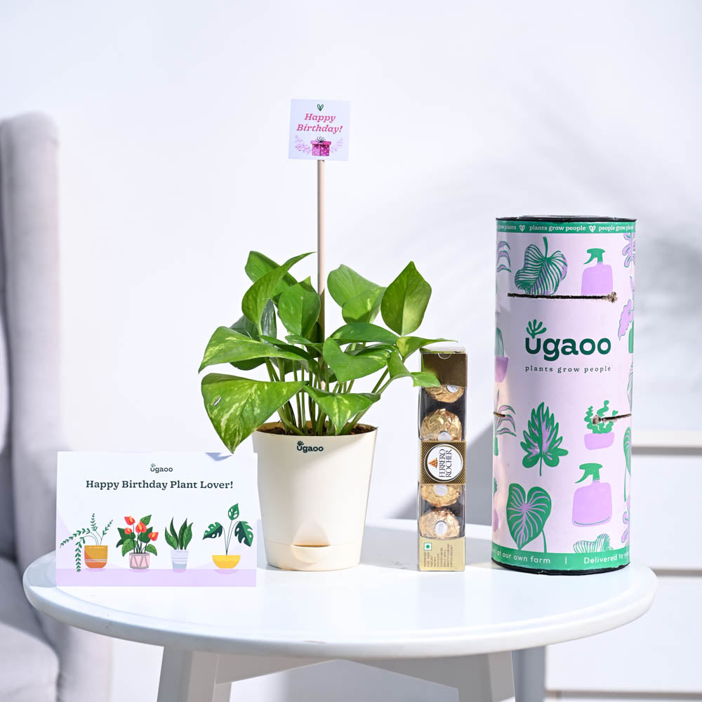 Money Plant Variegated Birthday Gift Hamper