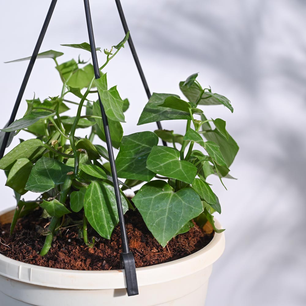 English Ivy Plant In Hanging Planter