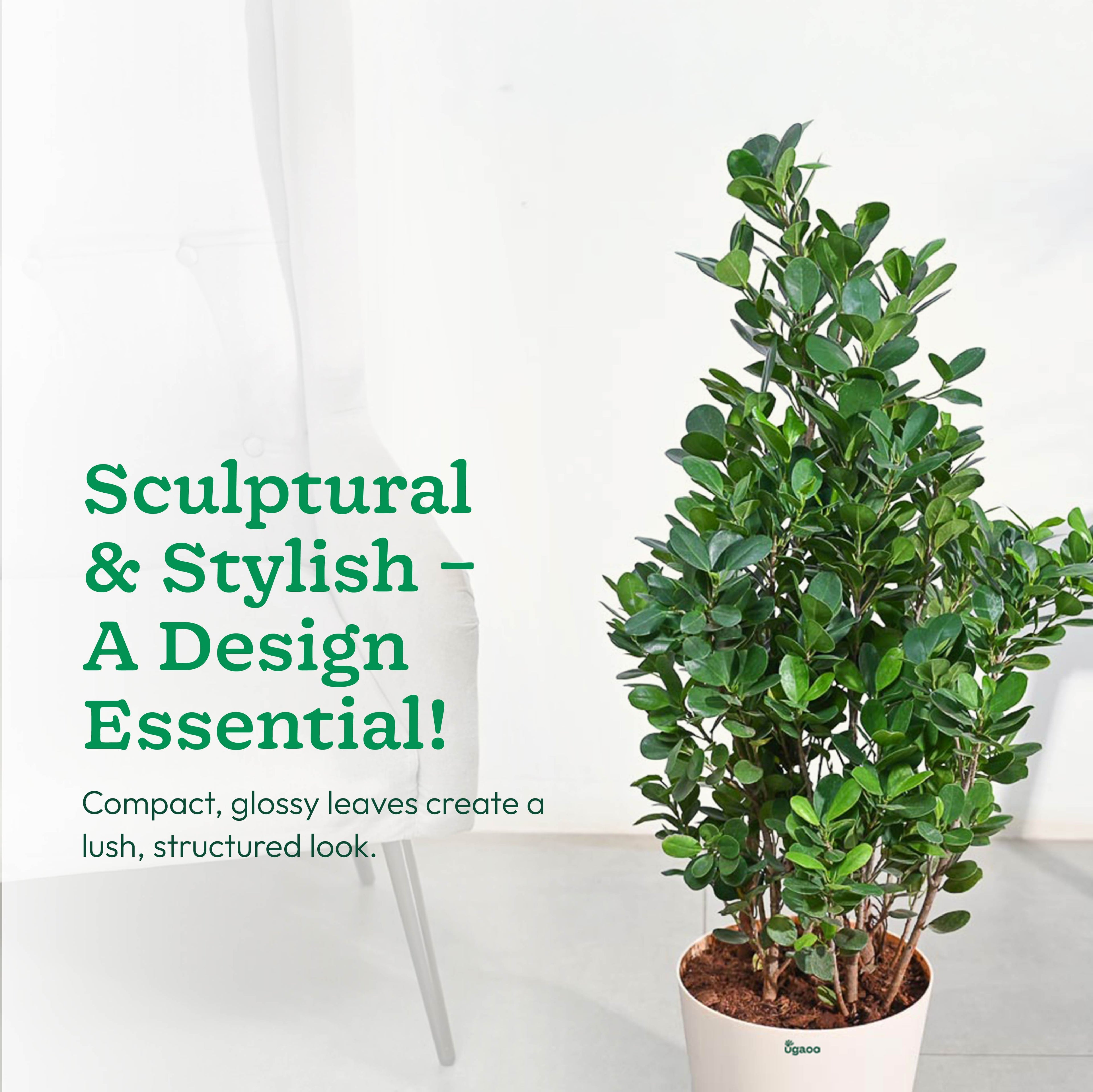 Ficus Moclame Plant - XL