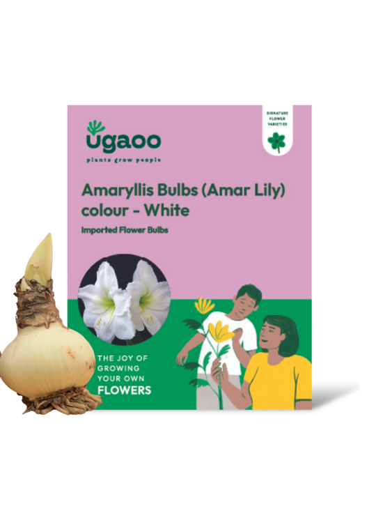 Amaryllis (Amar lily) flower bulb - White
