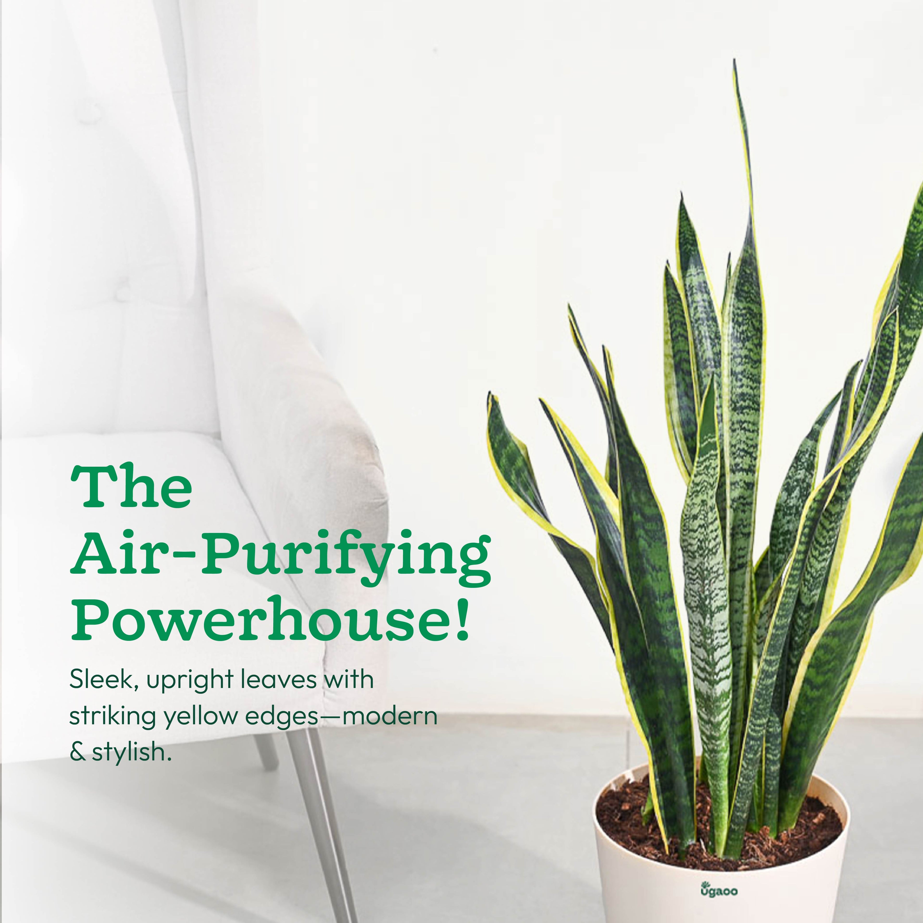 Sansevieria Laurentii Plant - XL