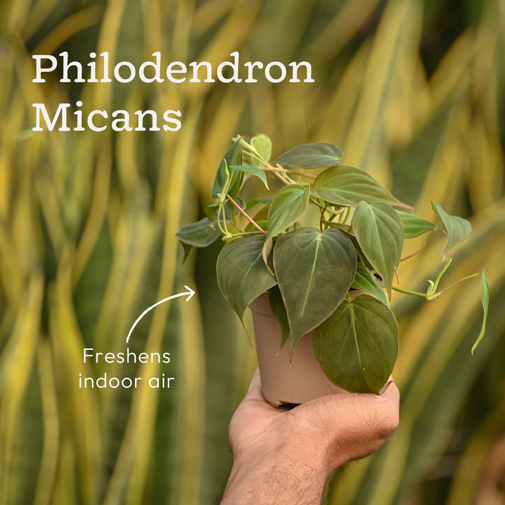 Set of 6 Air Purifying Indoor Plant Bundle