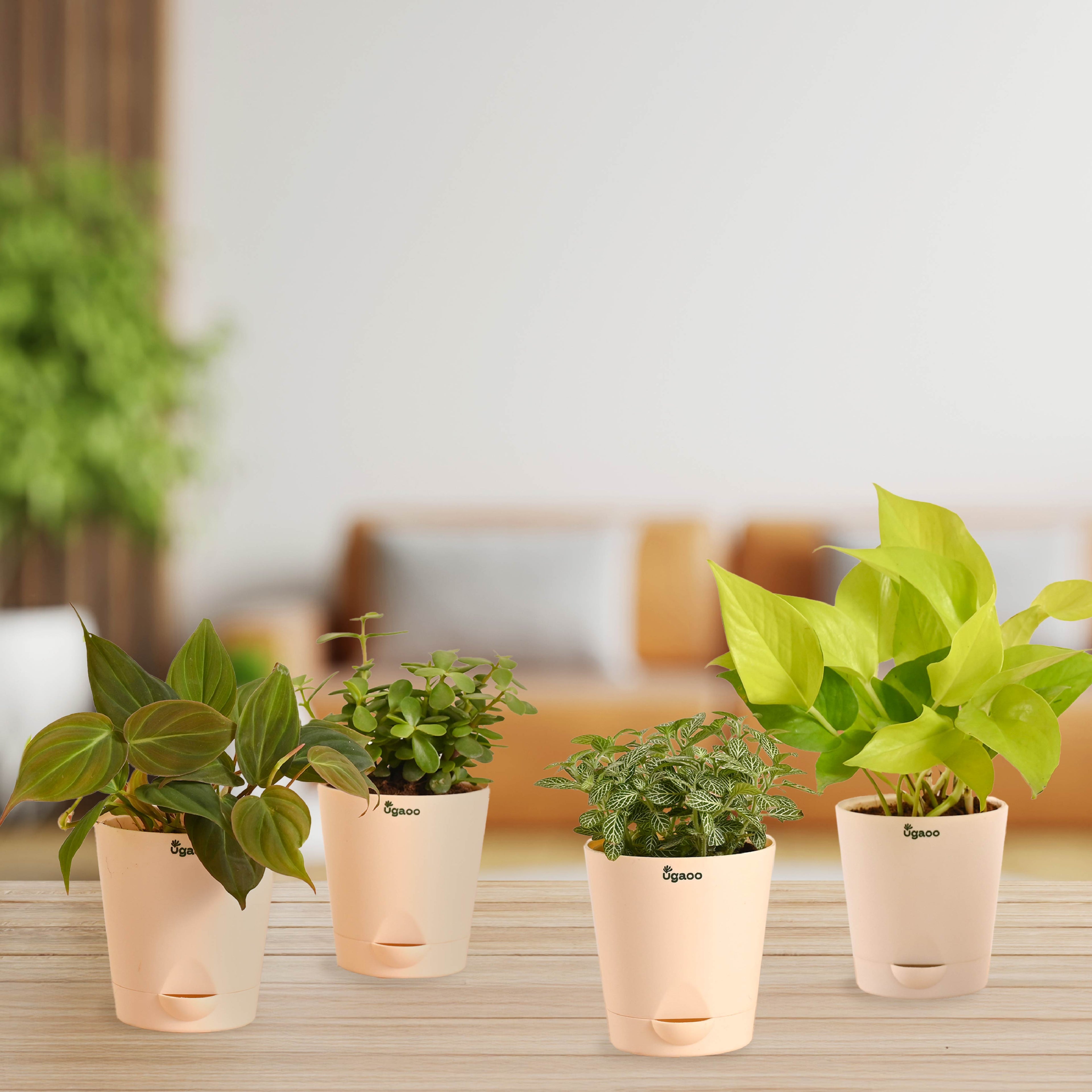 Living Room Plant Decor Set - Trending Indoor Beauties