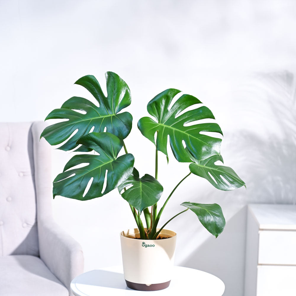 swiss cheese plant india Monstera Plant Online (Swiss Cheese Plant) in India – Ugaoo