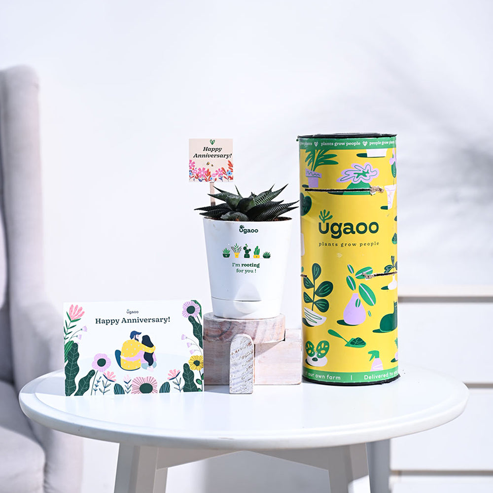 Aloe Vera Star Anniversary Gift Hamper