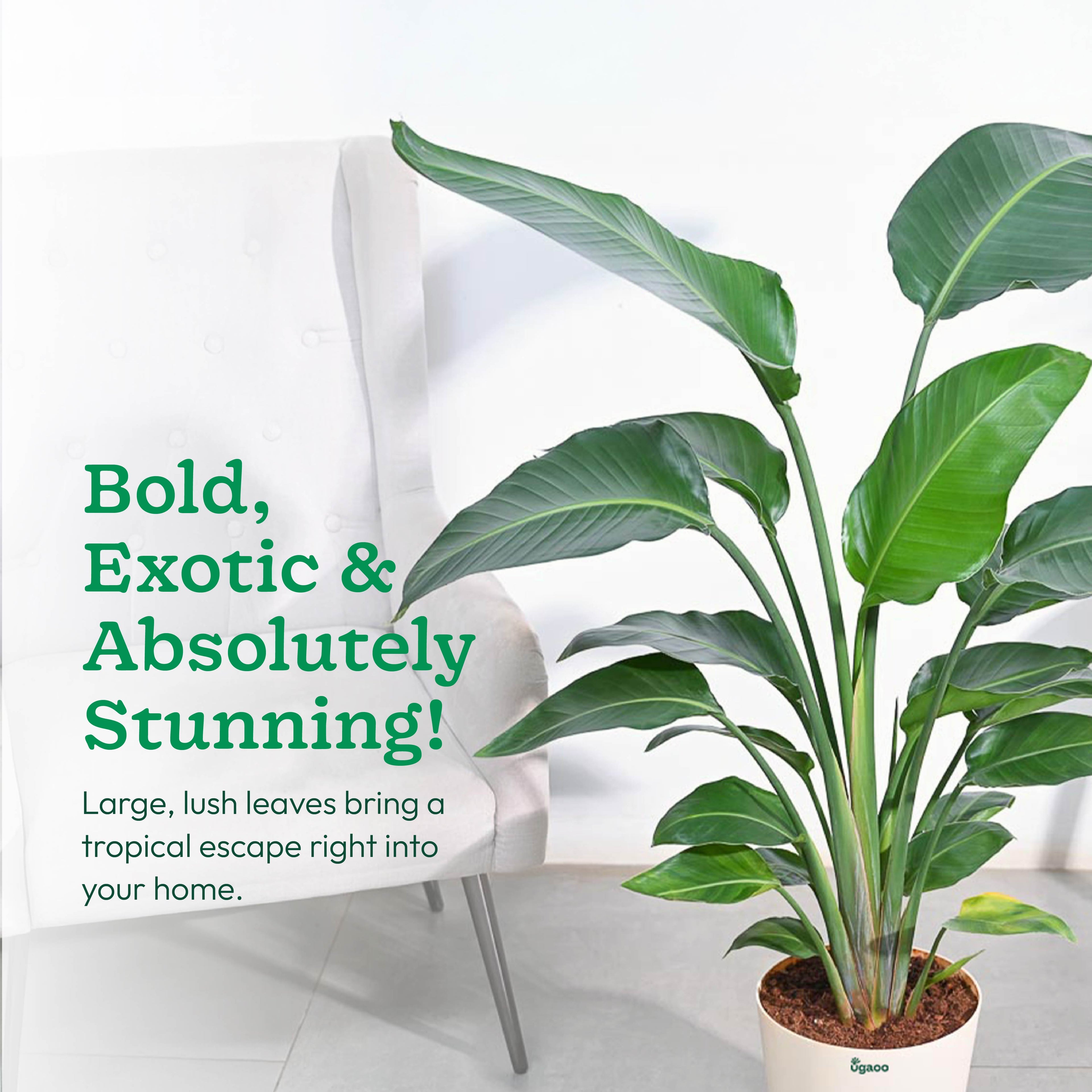 Bird of Paradise Plant - XL