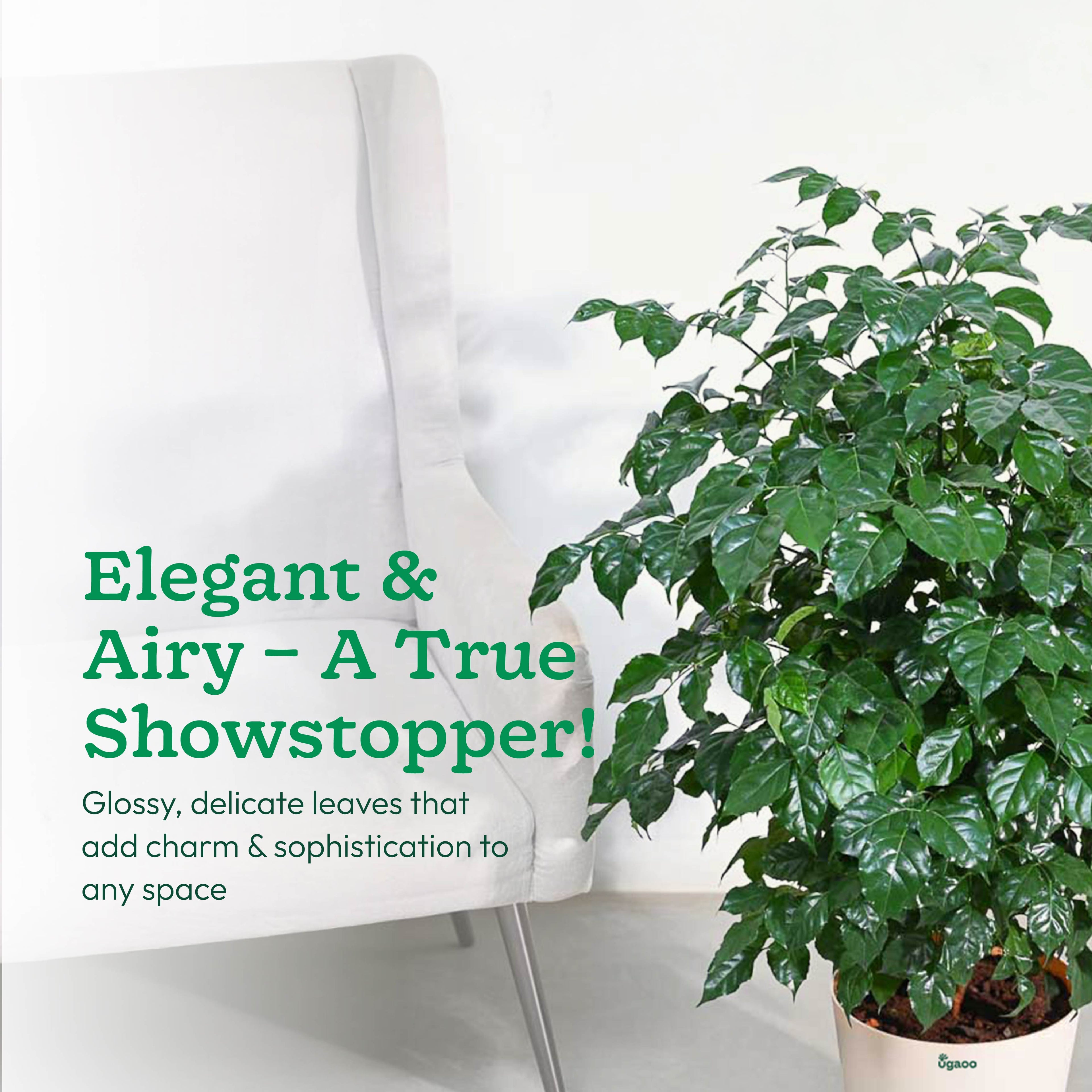 The China Doll Plant - XL