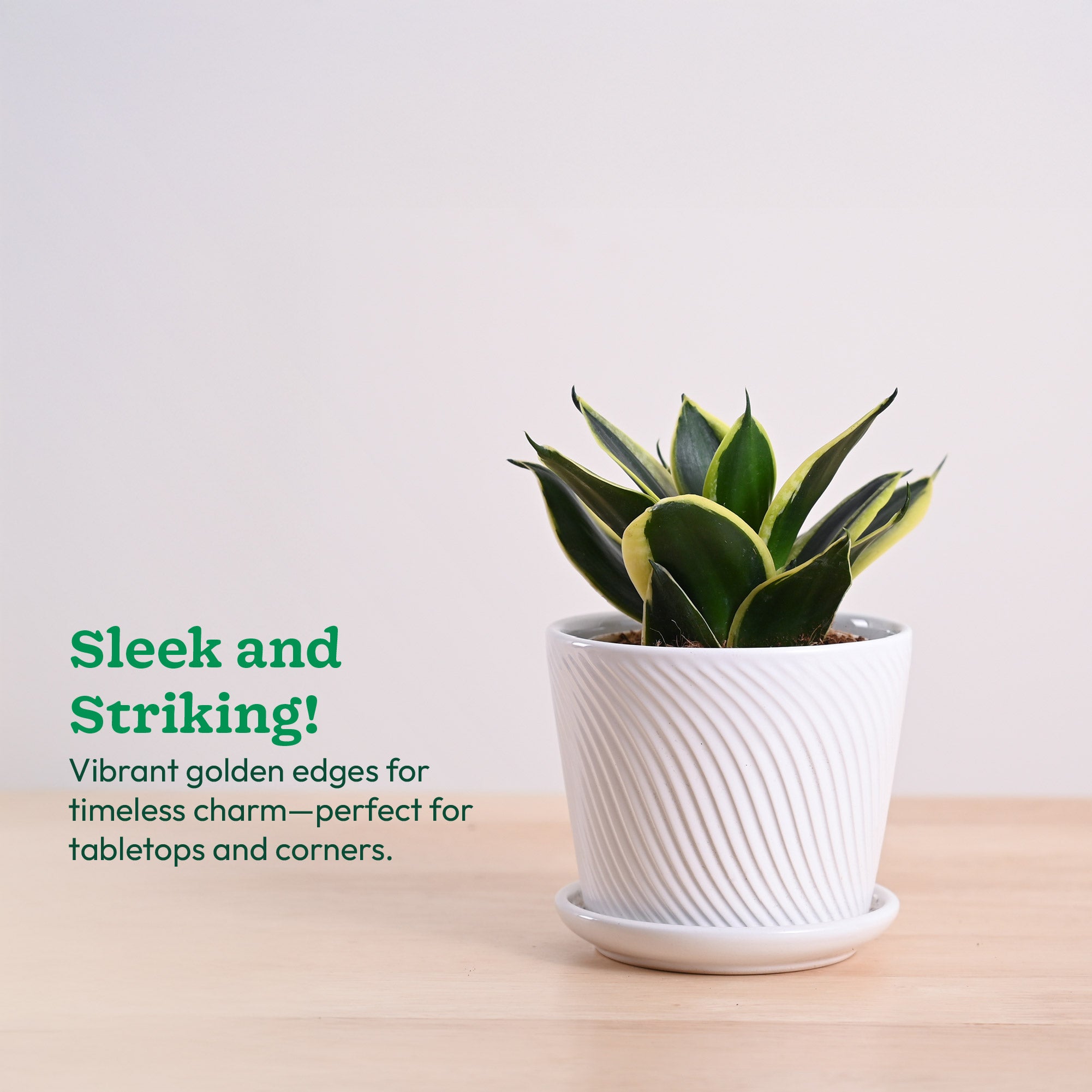 Snake Plant - Golden Hahnii