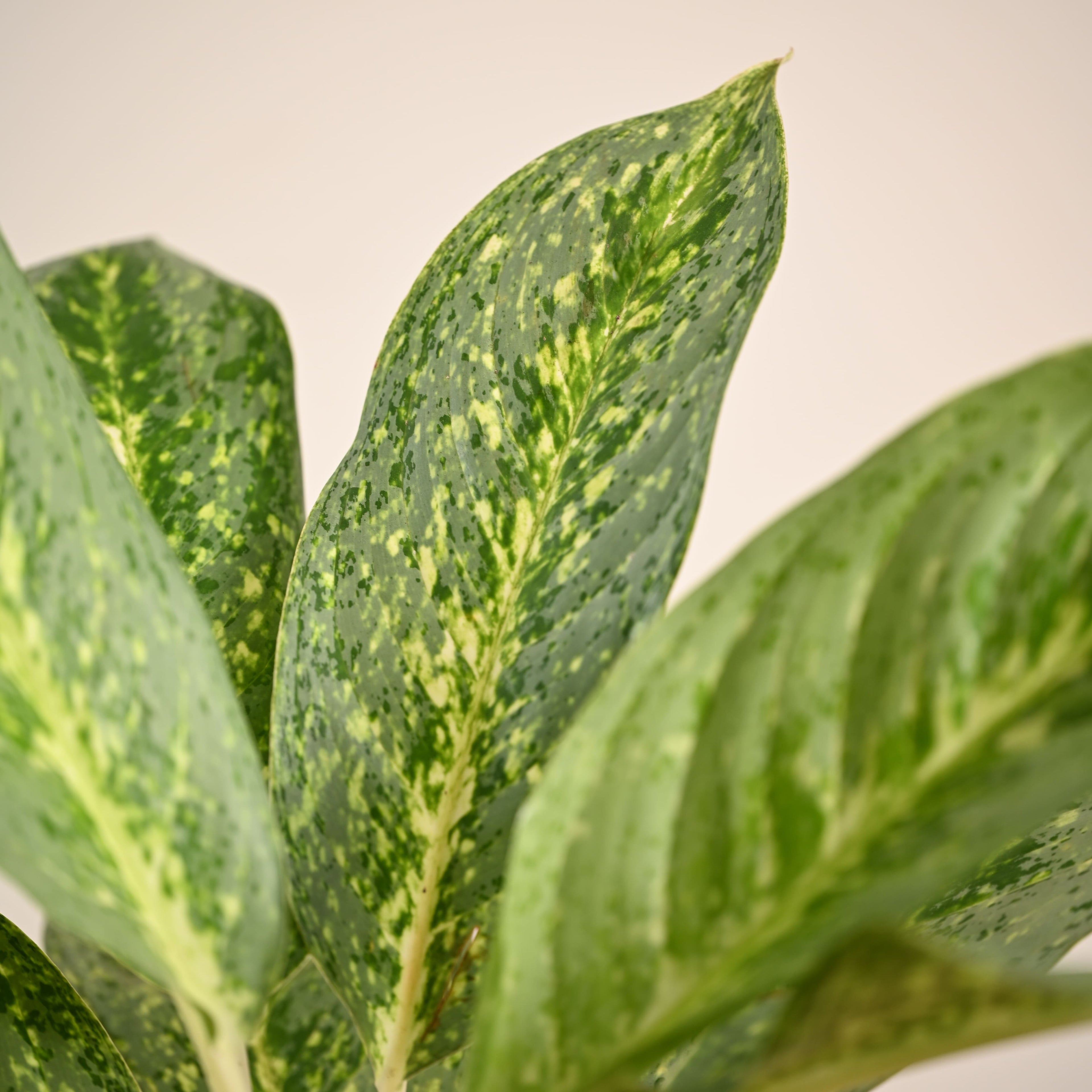 Aglaonema Butterfly Plant - Large