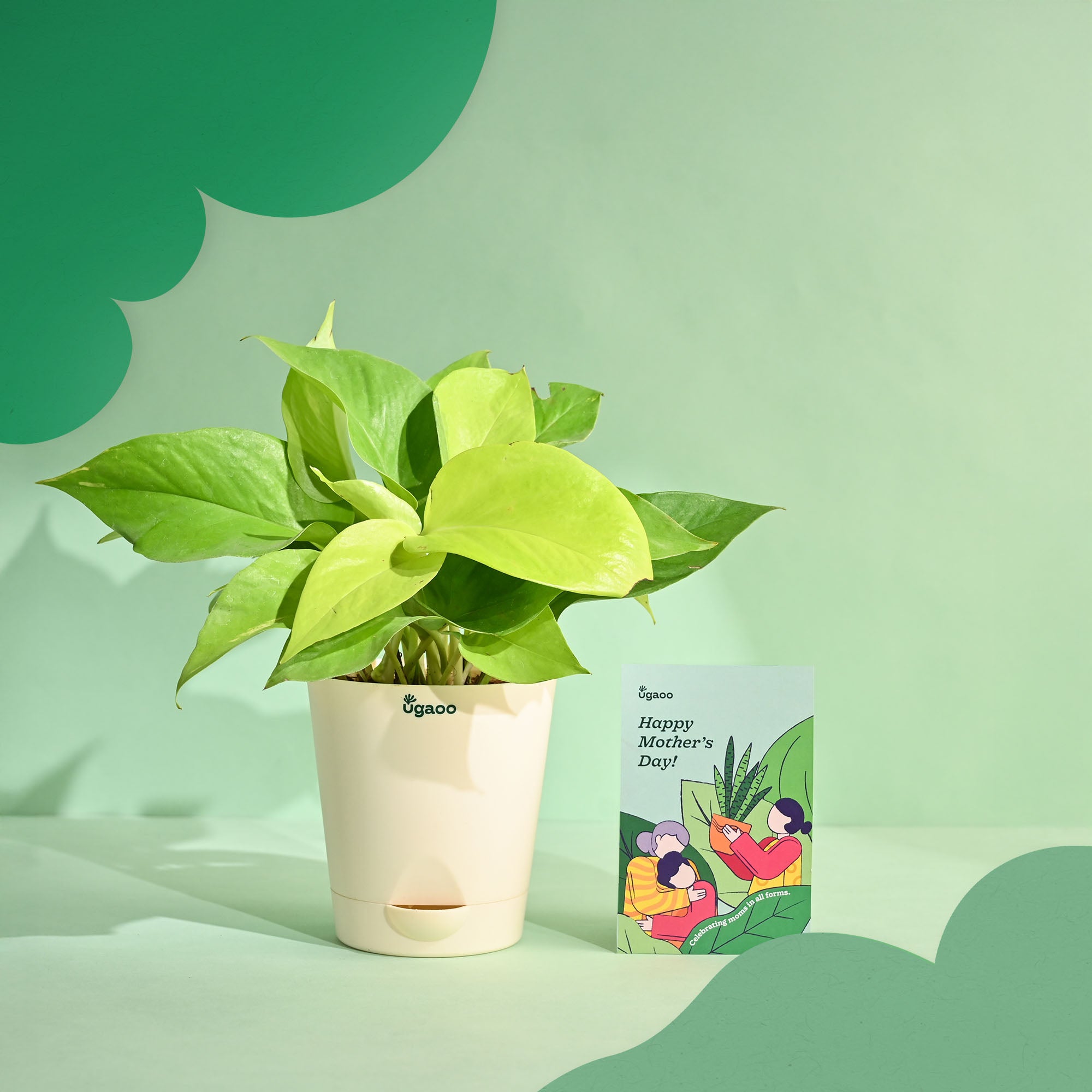 Golden Money Plant - Mother&