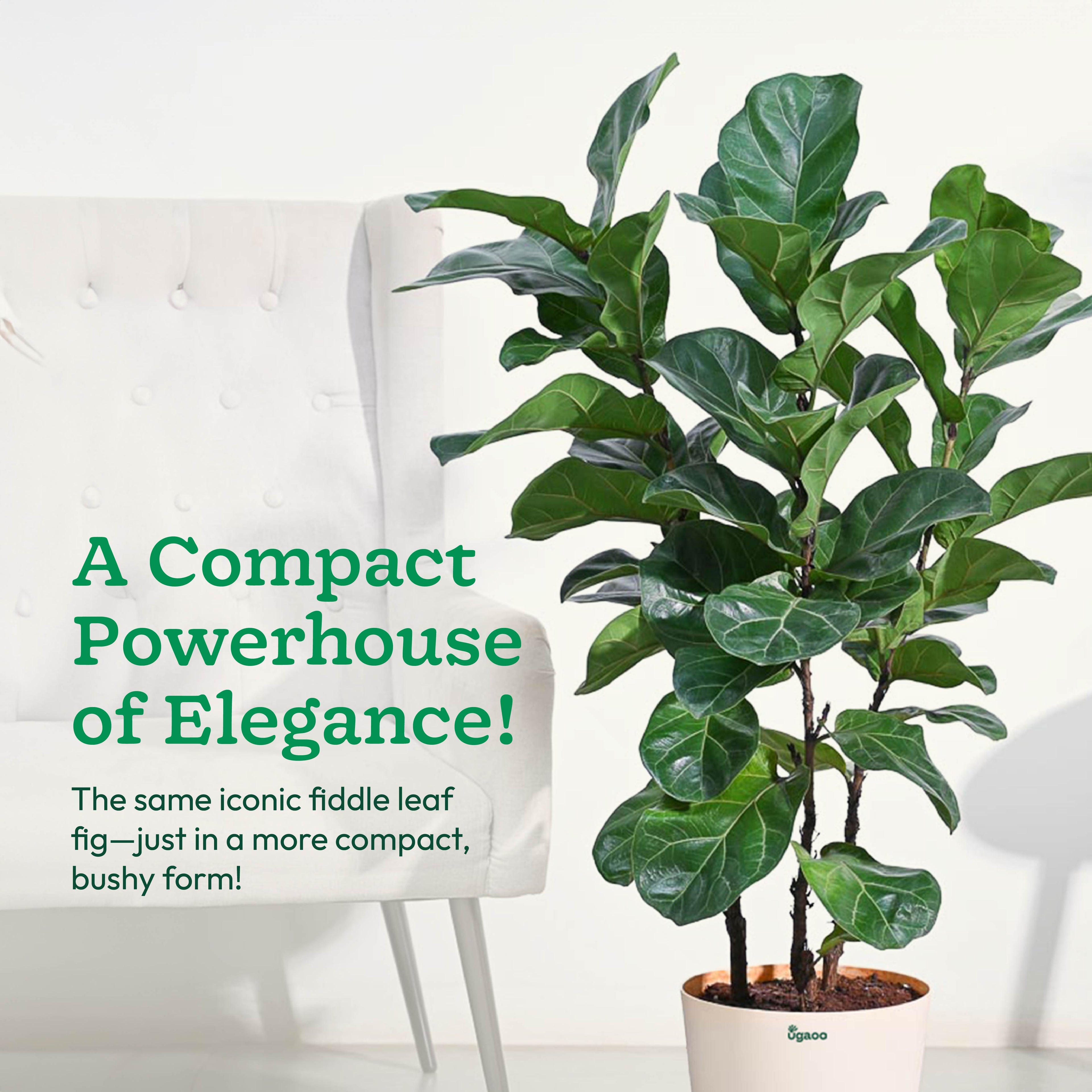 Ficus Lyrata Bambino -XL