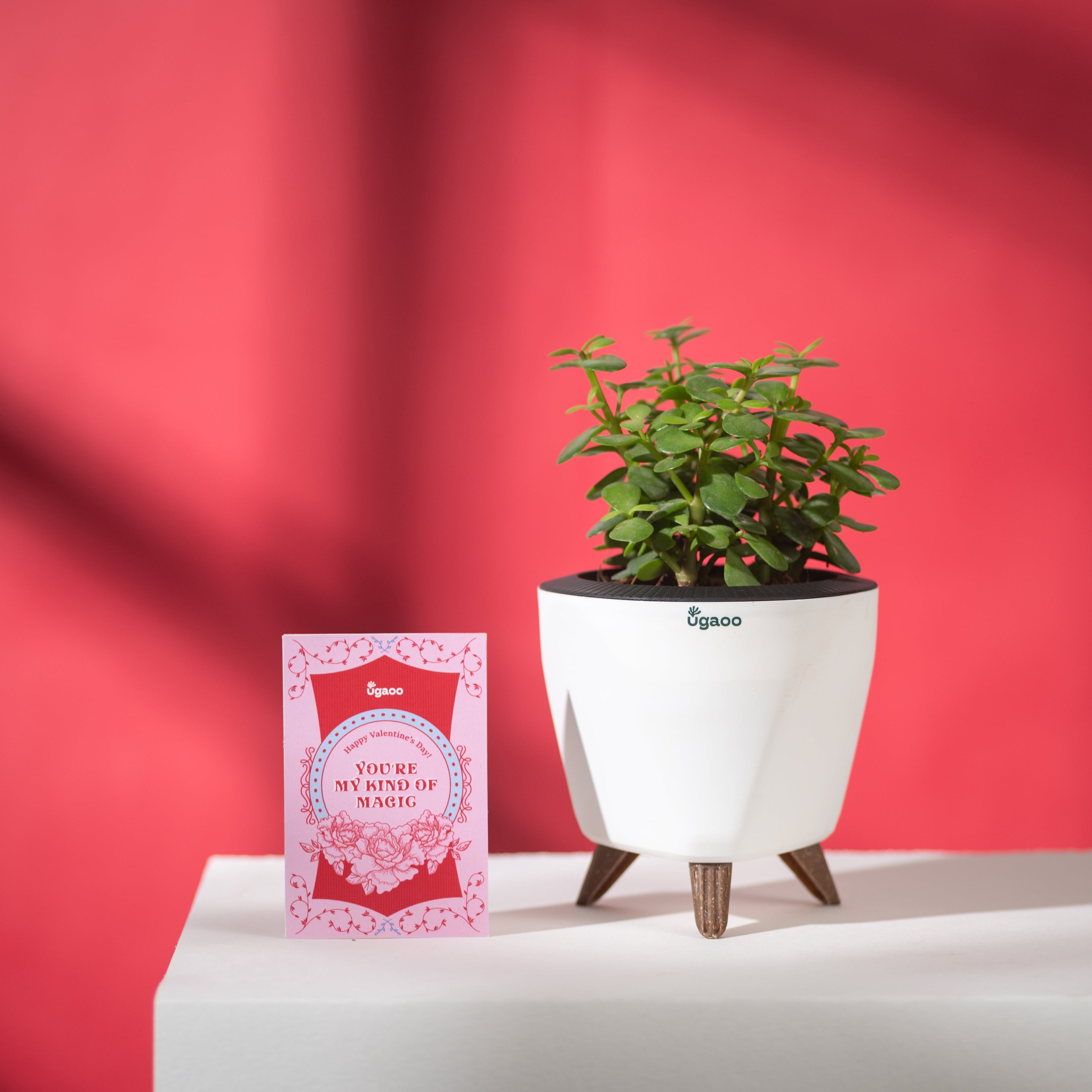 Jade Mini with White Lagos Pot