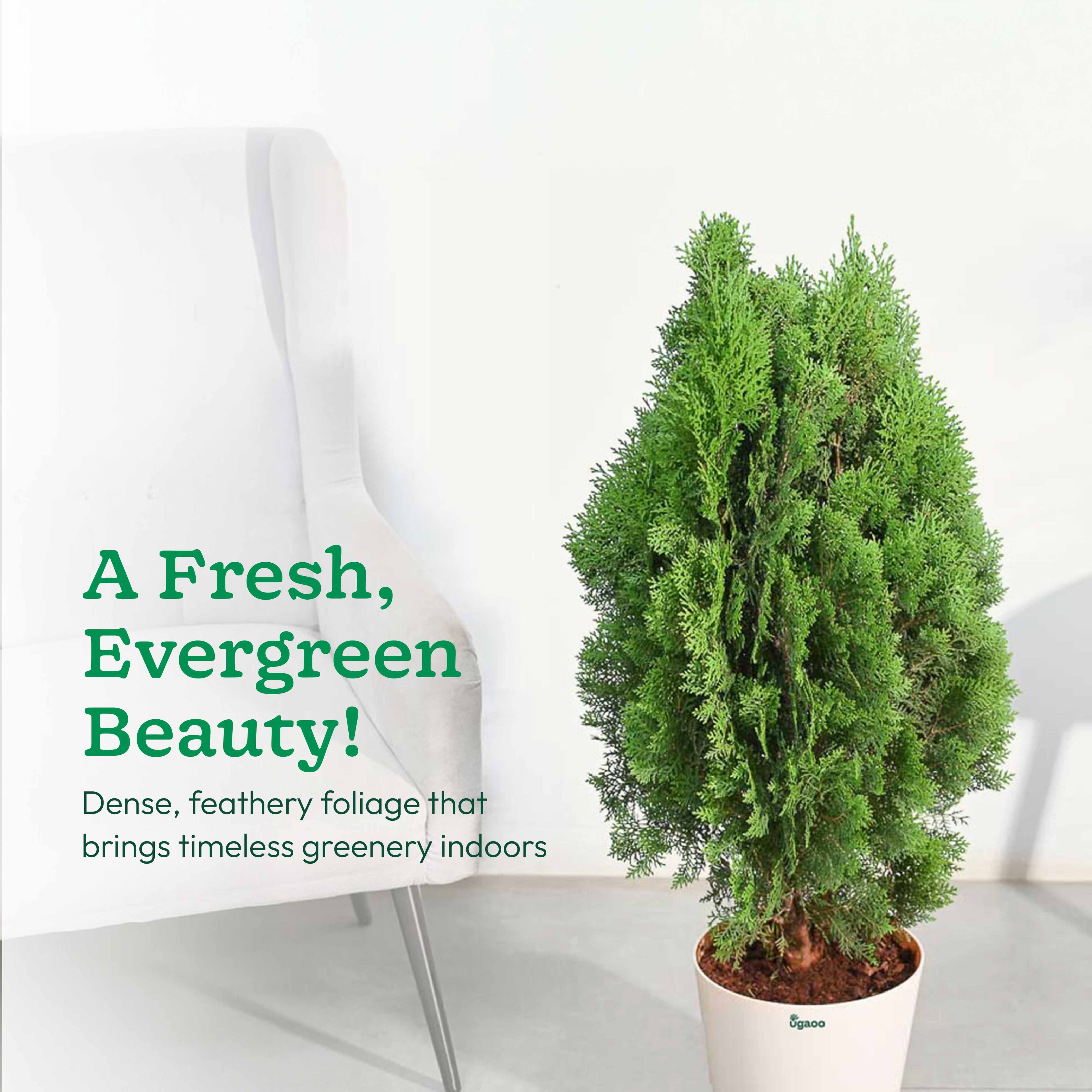 Thuja Plant - XL