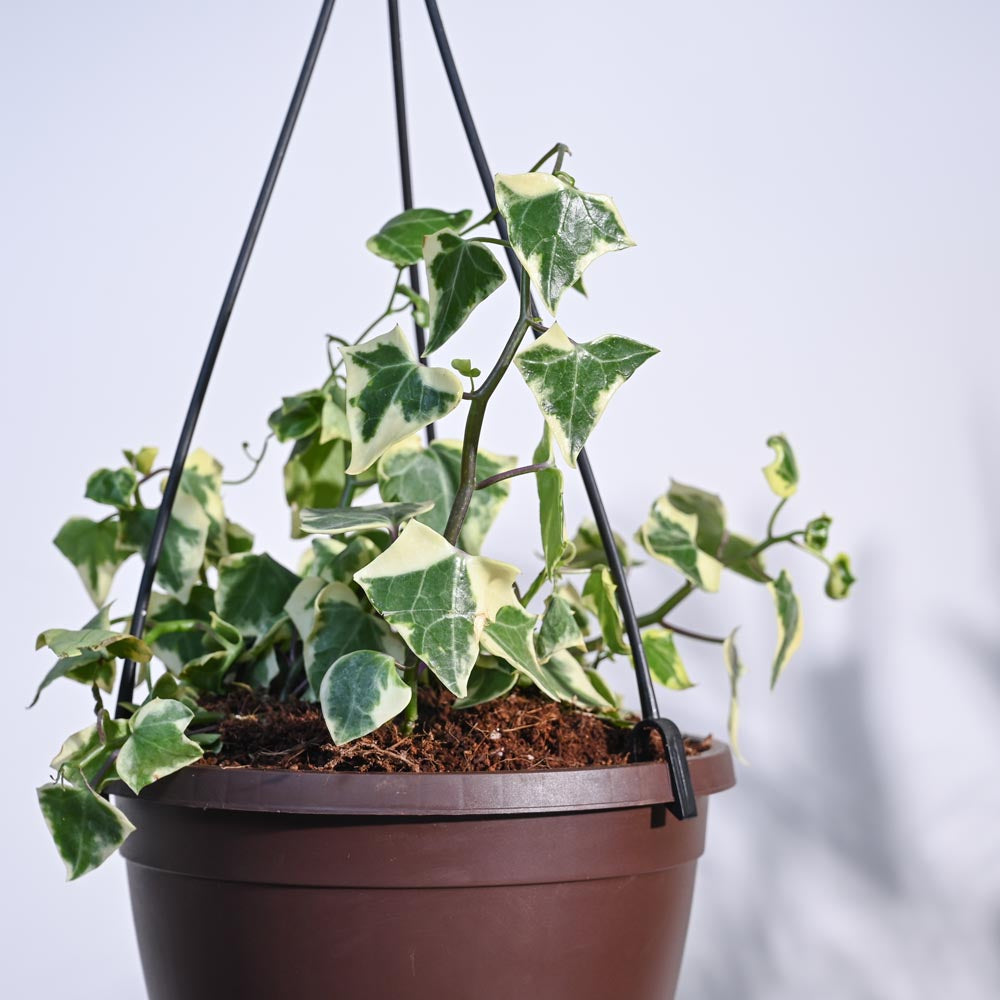 English Ivy Variegated In Hanging Planter