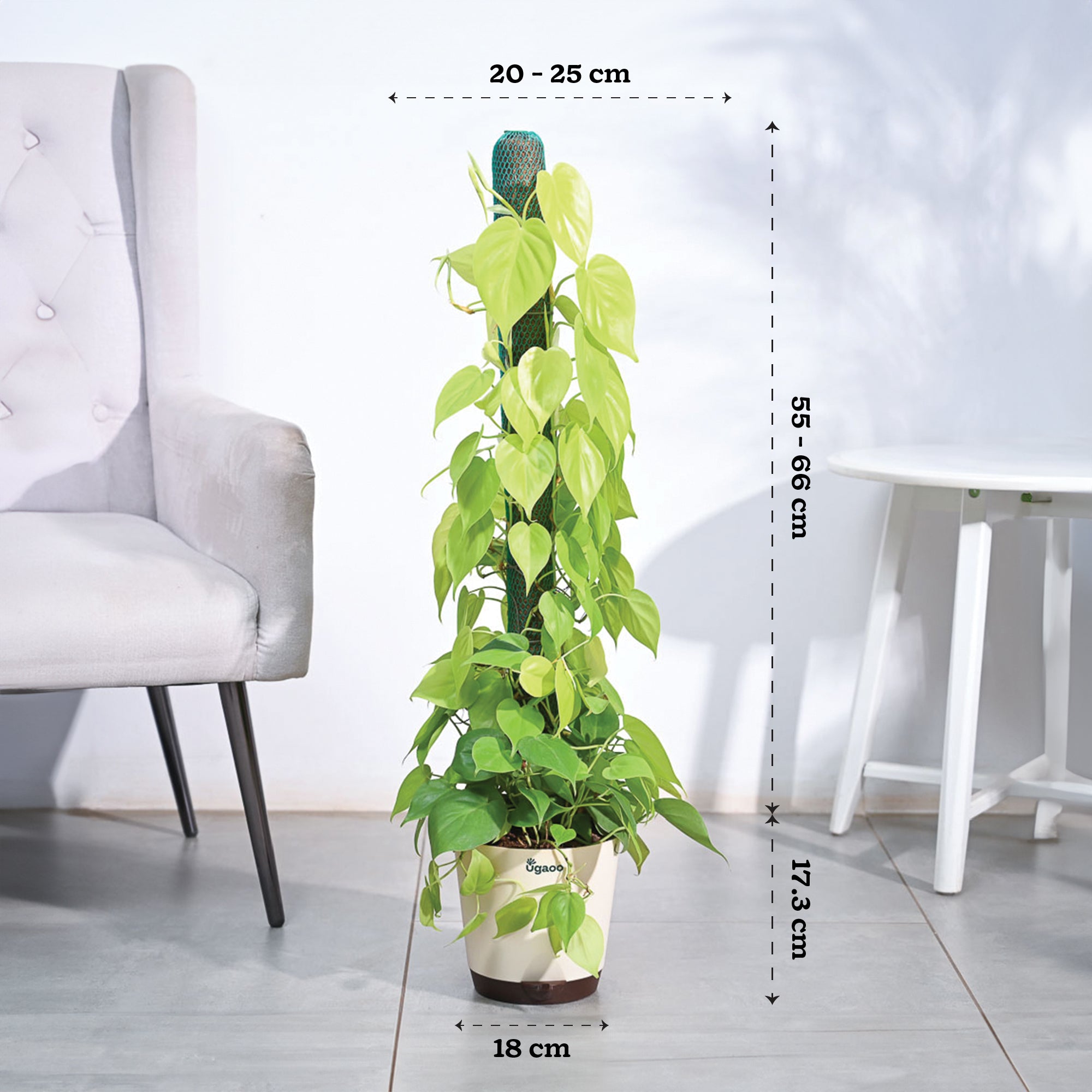 Philodendron Oxycardium Golden Plant with Moss Stick