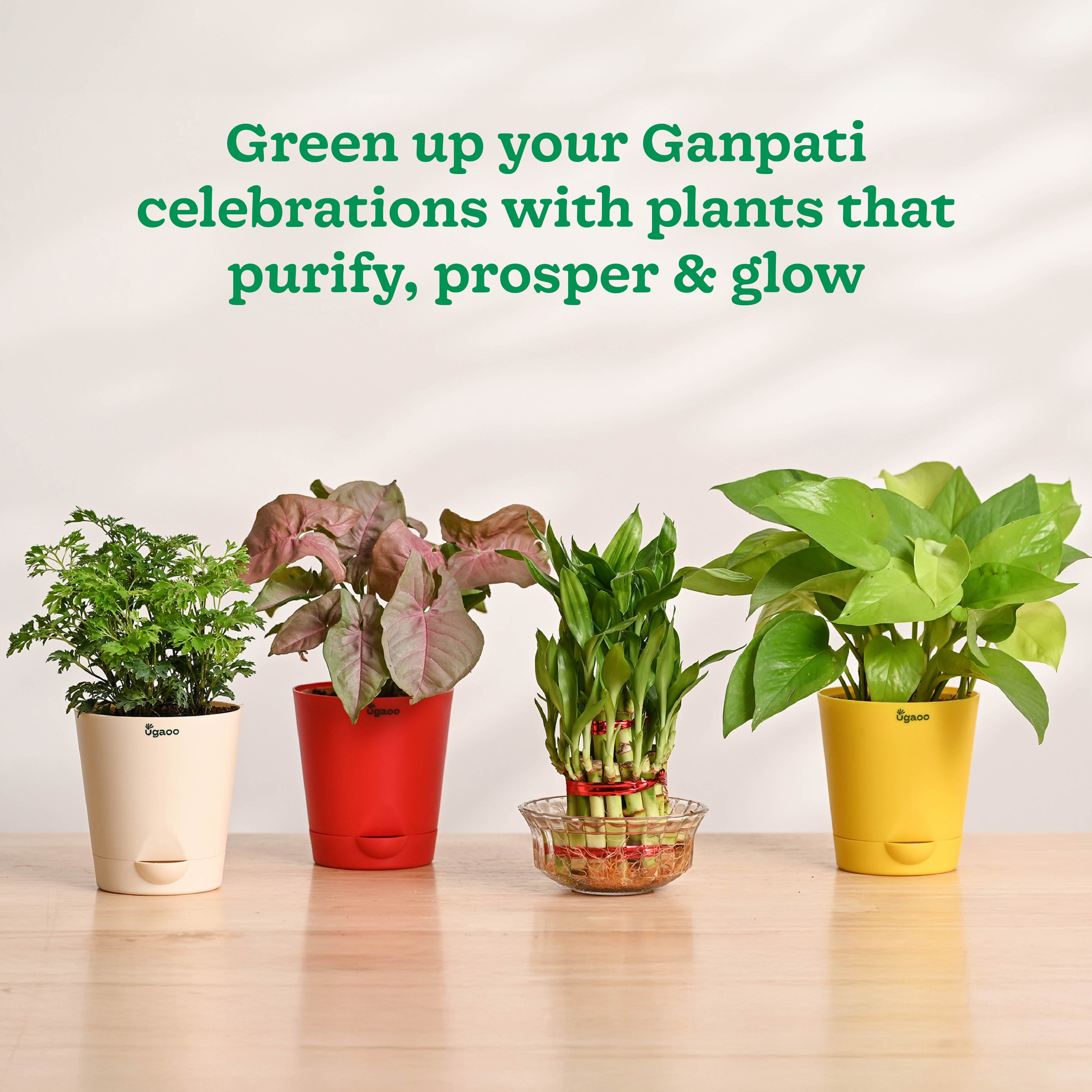 Ganapati Decor - Set of Plants