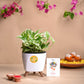 Rakhi Gift for sister - Money plant