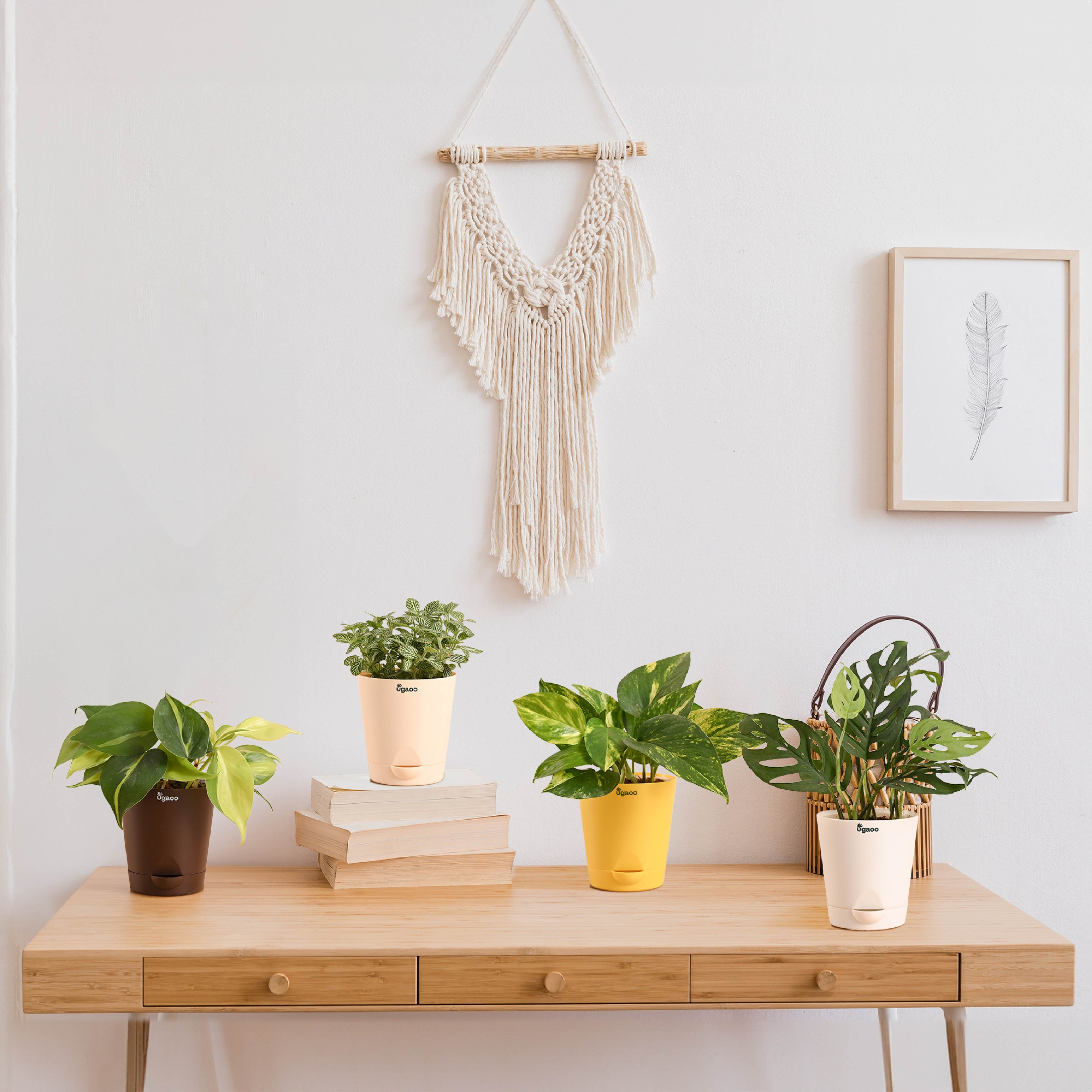 Decorative Indoor Plant Combo - Variegated & Tropical Greens