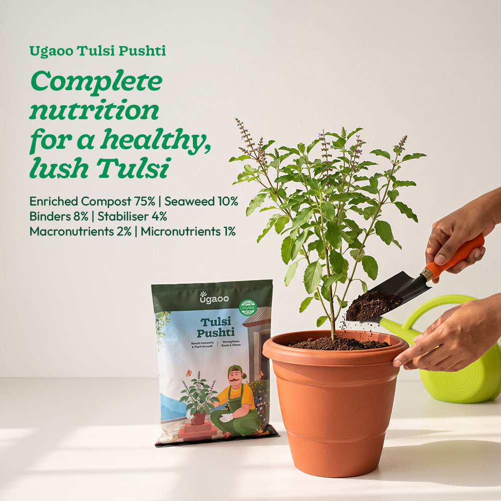 Tulsi Pushti