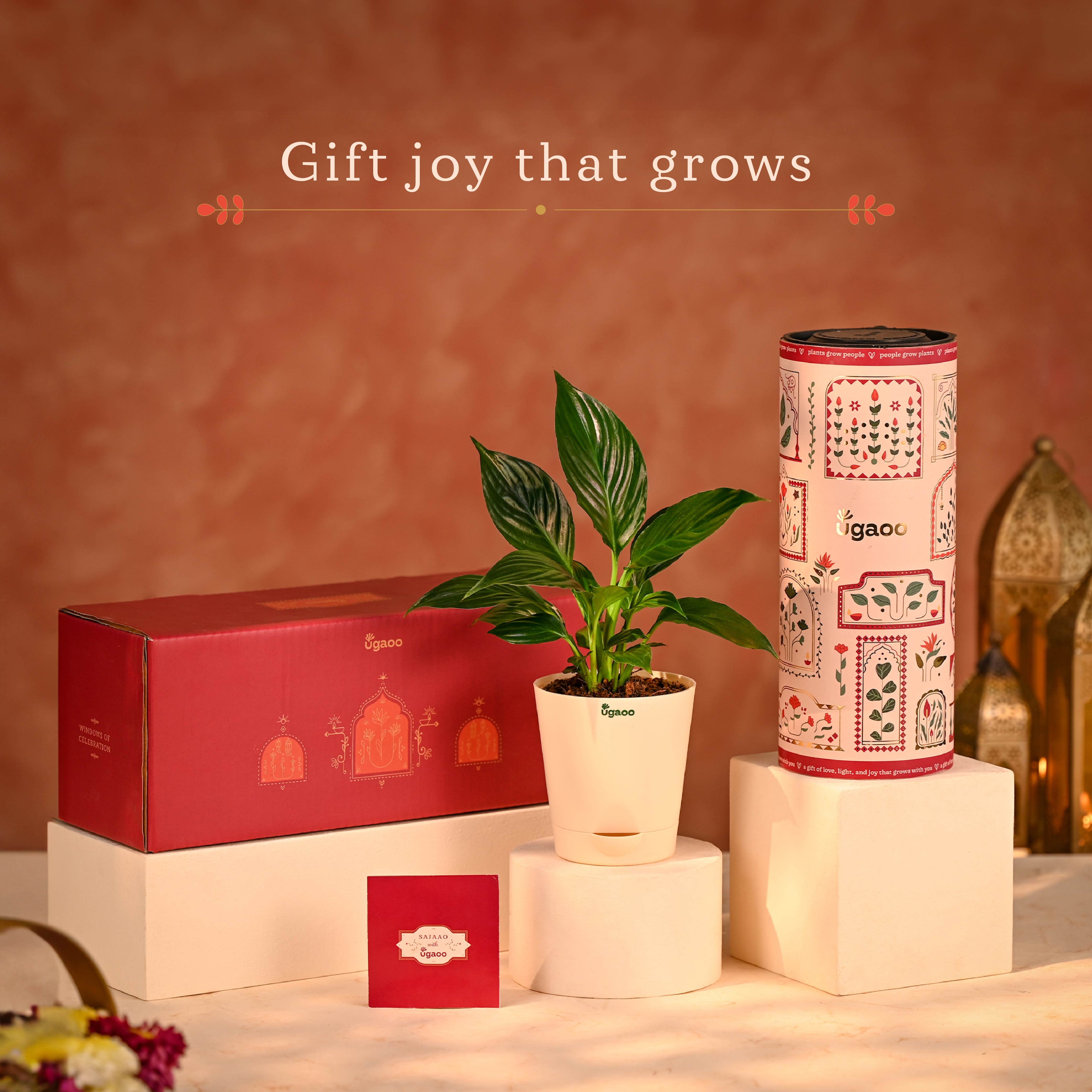 Peaceful Prosperity - Lucky Plant Hamper