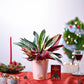 Stromanthe Triostar Plant Christmas Hamper