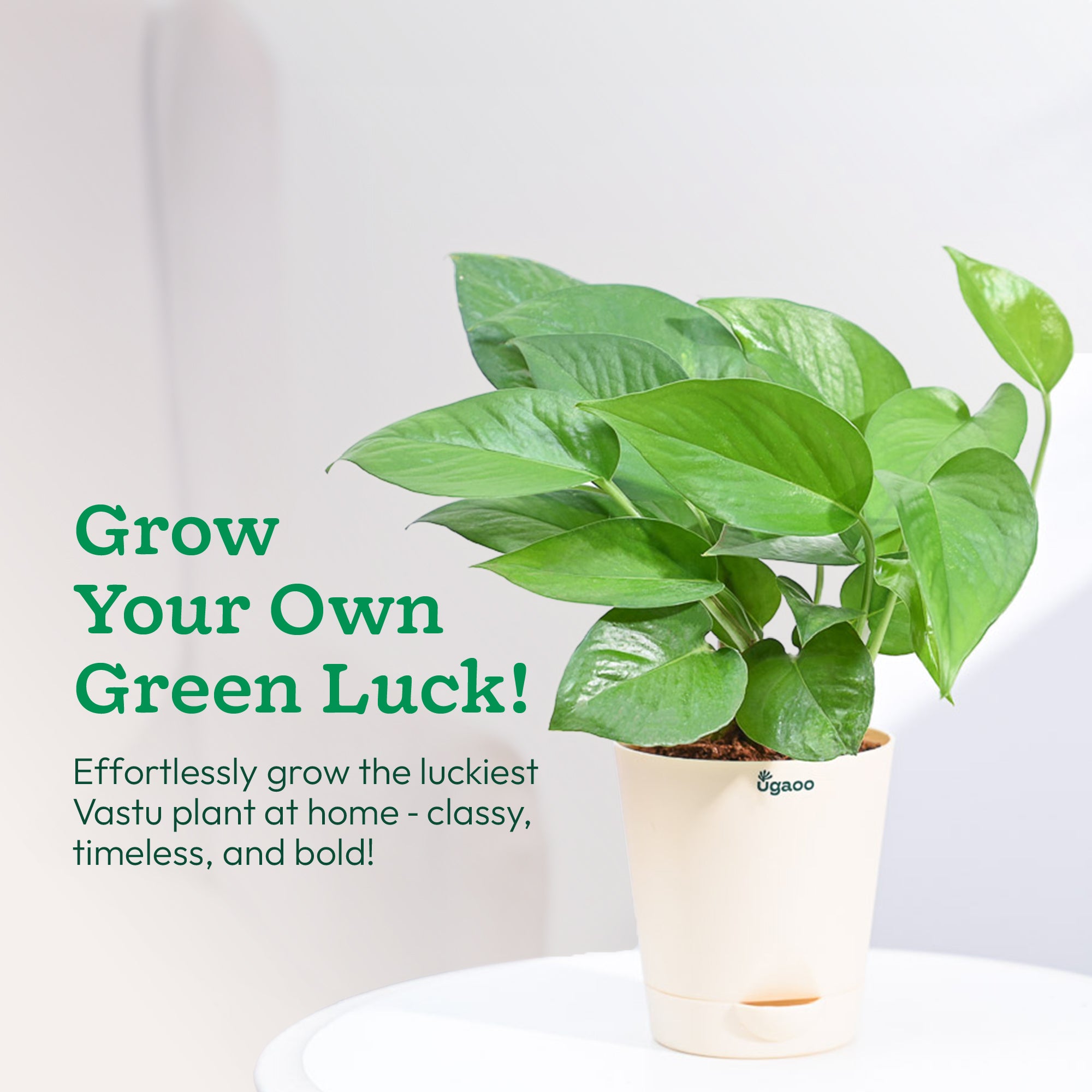 money plant online_NUPL0017KWT