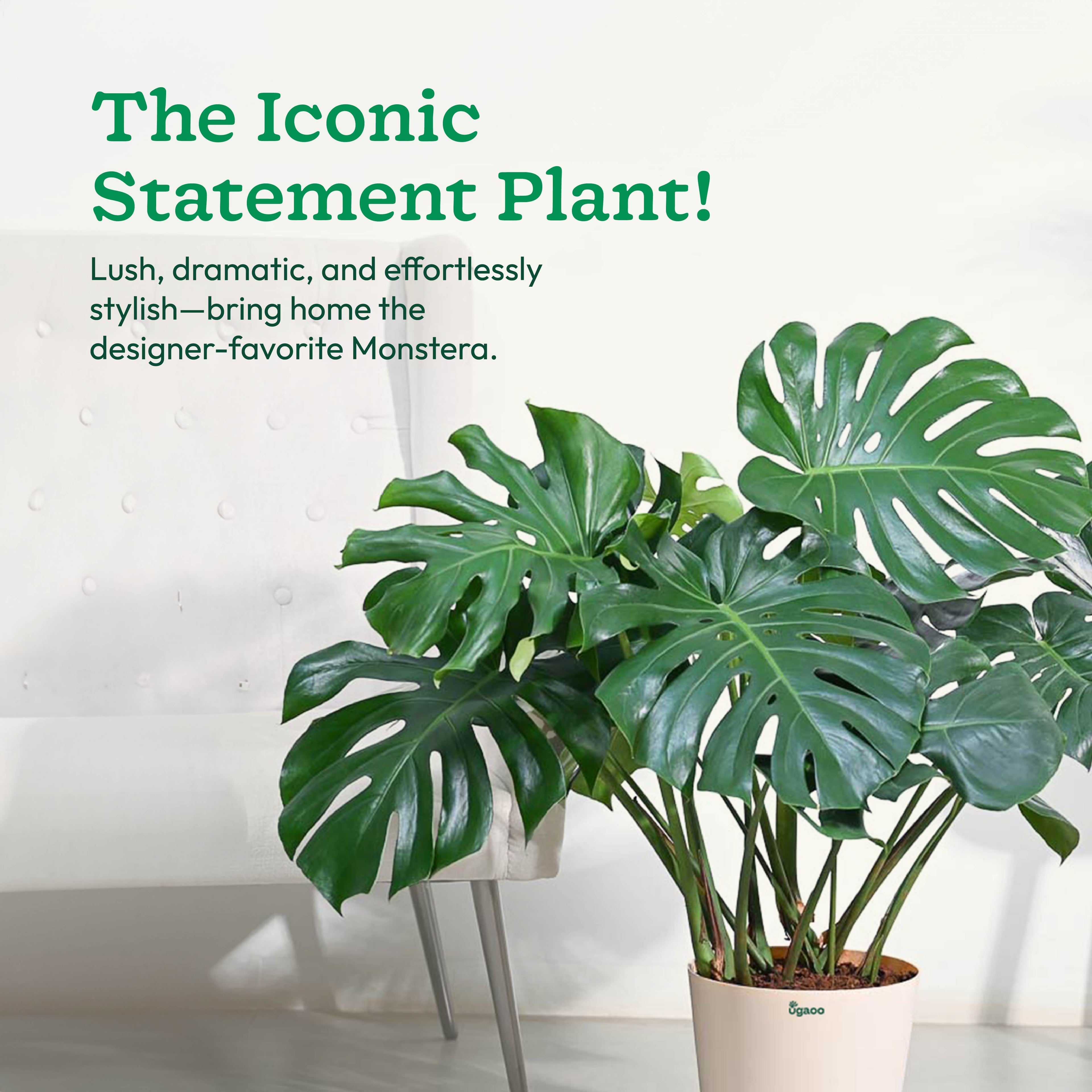 Monstera Deliciosa Plant - XL