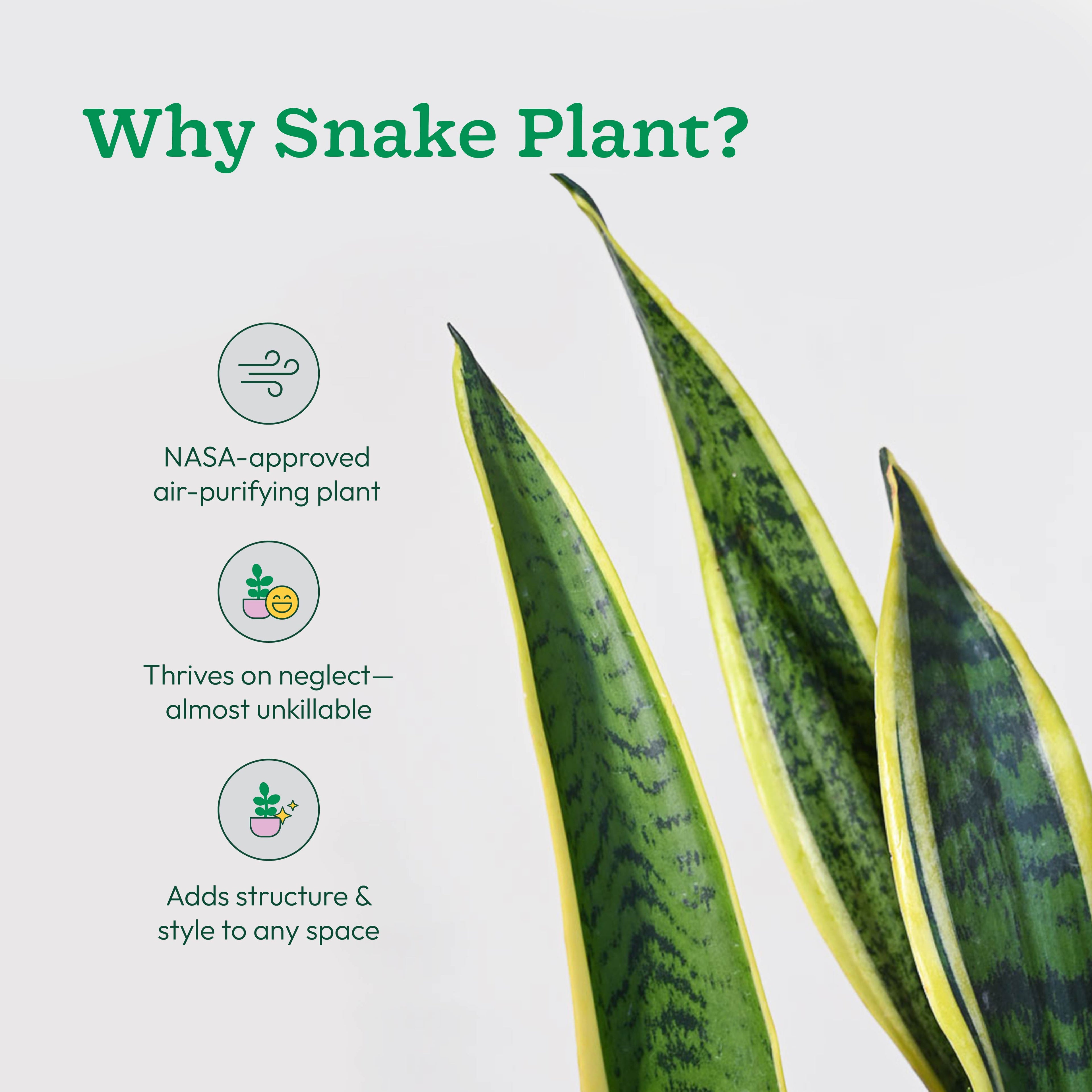 Sansevieria Laurentii Plant - XL