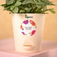 Fittonia Green Plant & Smoor Diwali Gift Hamper