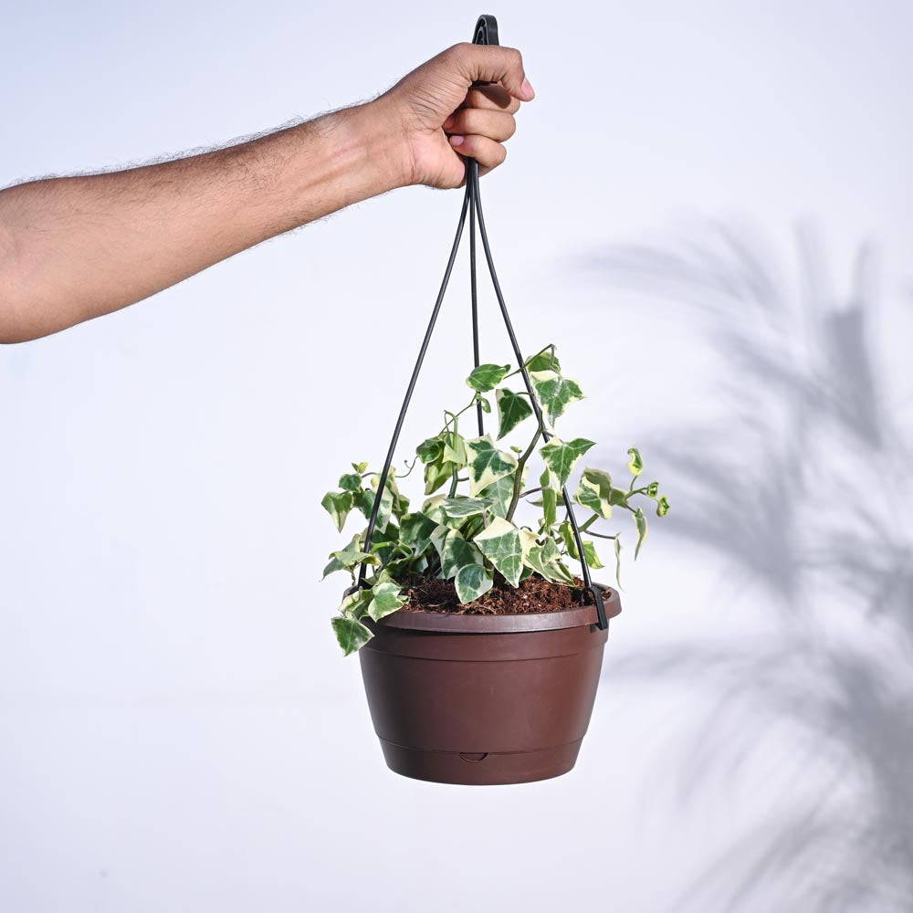 English Ivy Variegated In Hanging Planter