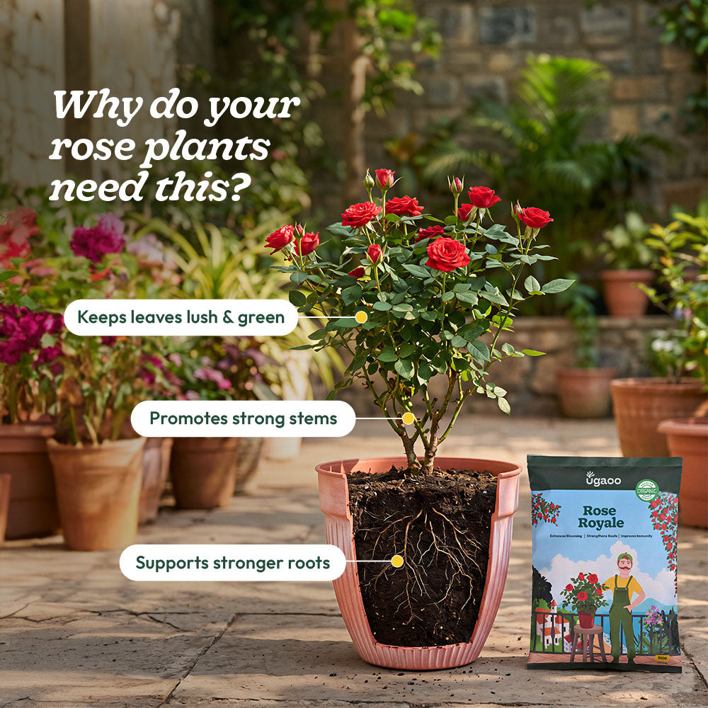 Rose Royale