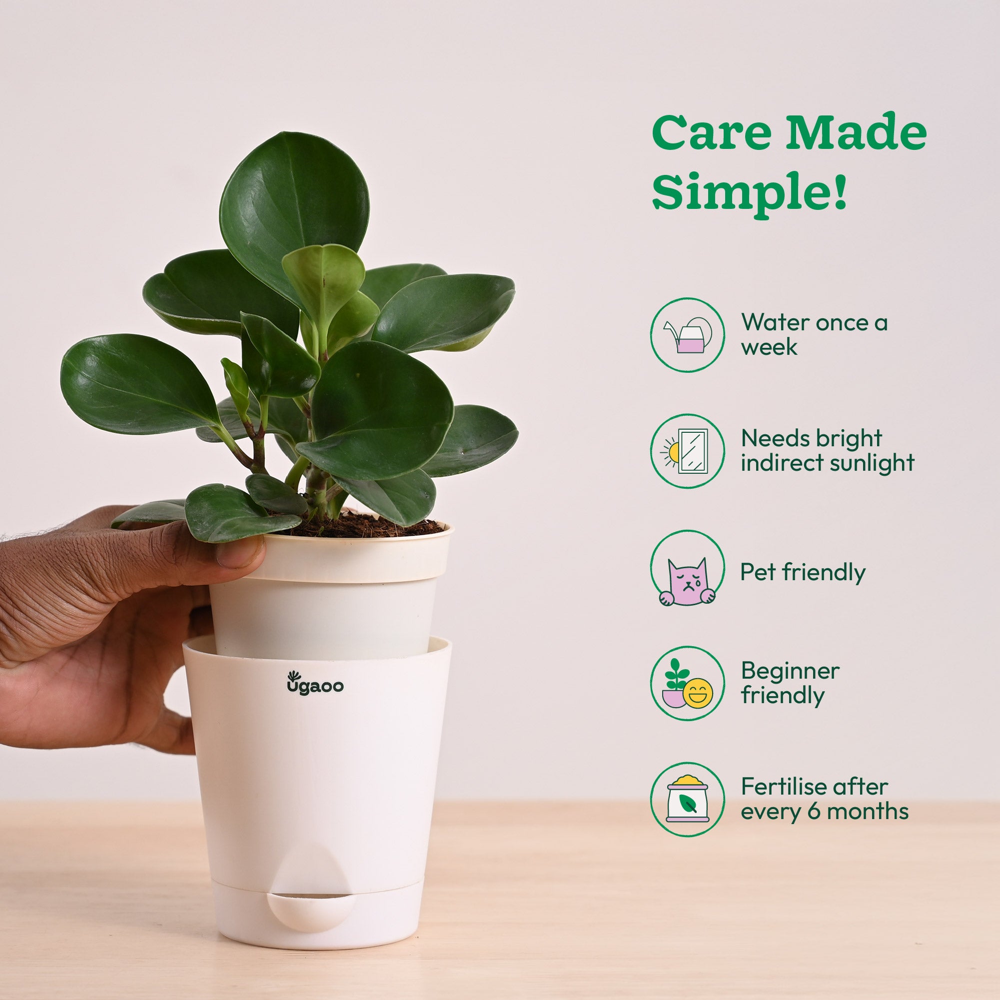 Peperomia Green Plant