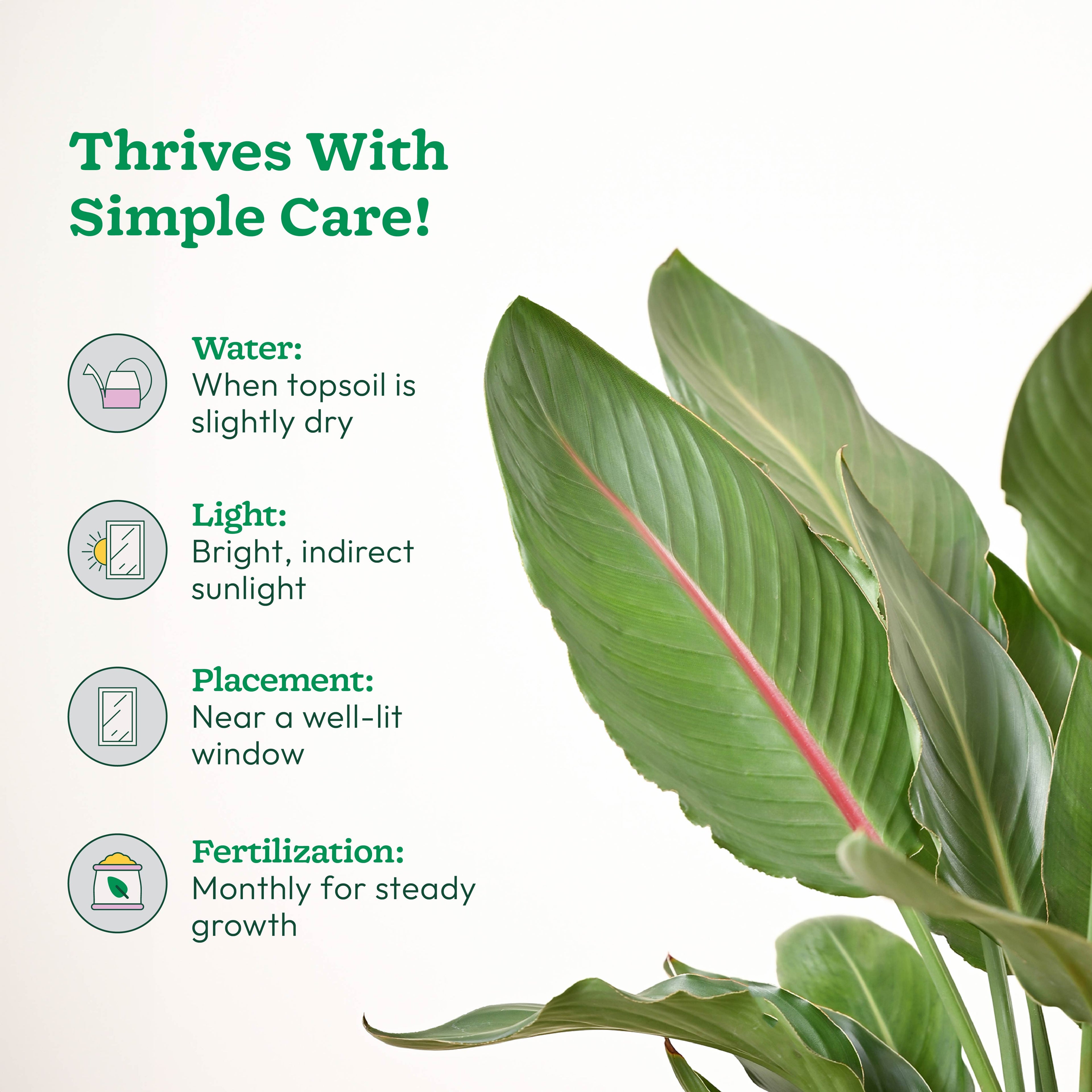 Bird Of Paradise Orange Plant - XL