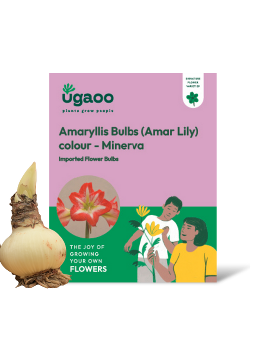 Amaryllis (Amar lily) Flower Bulb - Minerva