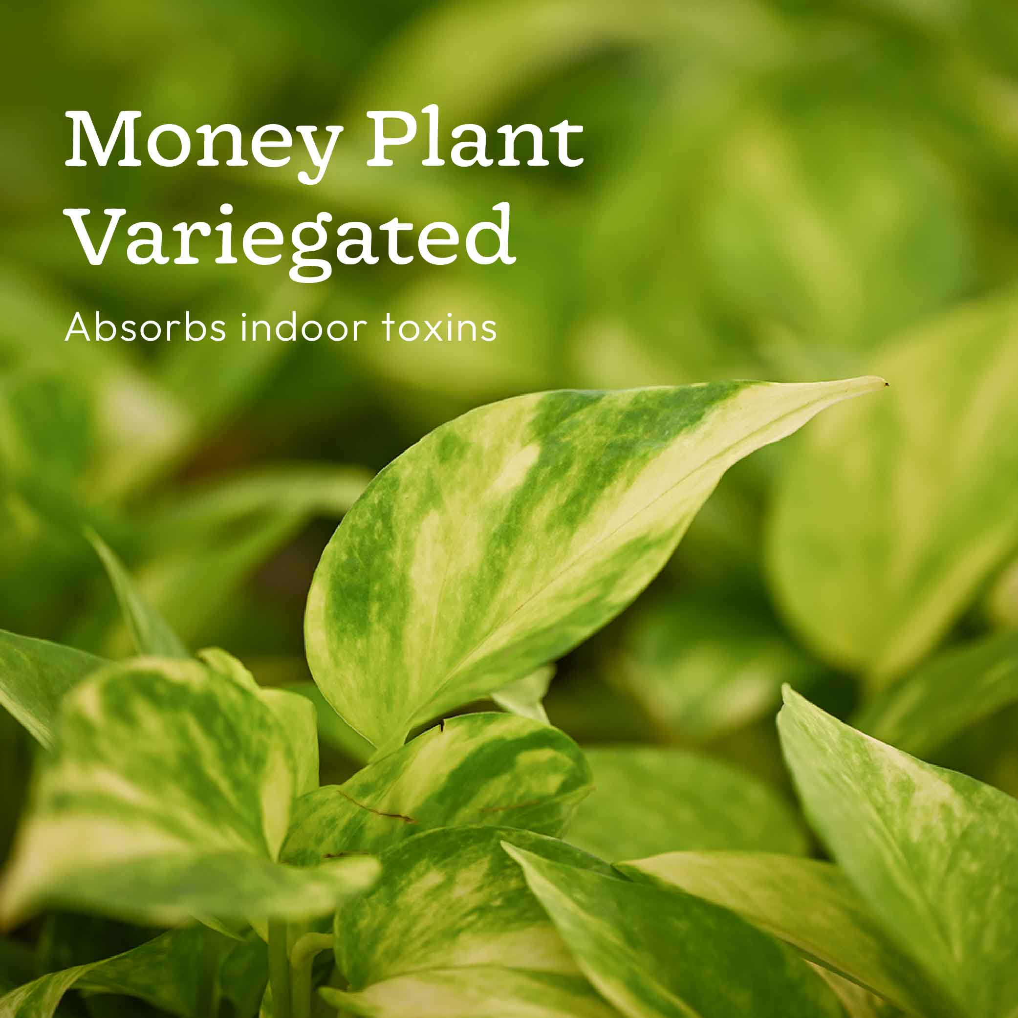 Pack of 4 Air Filter Plant Collection